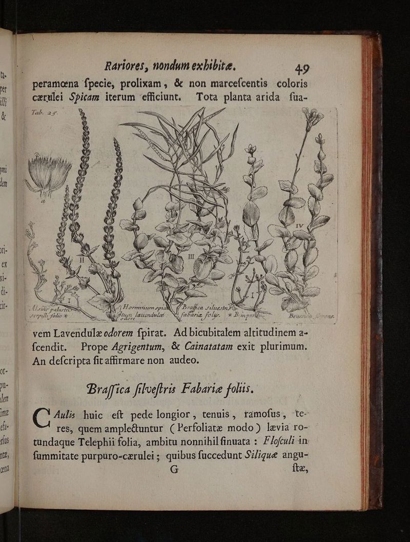 peramoena fpecie, prolixam , & non marcefcentis coloris cerulei Spicam iterum efficiunt, Tota planta arida fua SEN T IA / 7 7 Ww P Vm VAM X £A ; À [Men A í à , É j , REC. 7M) Hermmtum.piaN (f Draffca crier d. A A P EN ; - Selen [ied M uhun lauzndwulat - NA fabarie fe lr. * Bimpro AN odere iN /3 E li : LÁ y. ve uai —/ Lririe paluetrt. EN verpulhi Yoha We ^. 05 F p», ADESSET. [os S Tu vem Lavendulz odorem fpirat. Ad bicubitalem altitudinem a- fcendit. Prope Agrigentum, & Cainatatam exit. plurimum. An defcripta fitaffirmare non audeo. Braffica filoeftris Falarie folis. ! Auli huic eft pede longior, tenuis, tamofus, te- res, quem ample&tuntur ( Perfoliate modo? lzvia ro- tundaque Telephii folia, ambitu nonnihilfinuata : F/ofcu/; in. fummitate purpuro-carulei; quibus fuccedunt S7/ique angu- G | . fte,