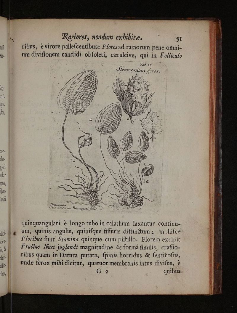 b. Aartores, nondum exbibite. — ^ /— $4 uj ribus, evirore pallefcentibus: F/oresad ramorum pene omni- i. um divifionem candidi obíoleti, czruleive, qui in. Folliculo | | a dk Gab 26 d E ramorum Jferax. L ht NN SN AACUM (f, /f S jf NS ; Zu. SES : he a AS OR Wiz. ulus EK N z ONS VM [mni 4 X7 3y99 9, ARM E E NSNS ? » A FEES N S10 dd NN / wh j / n 1p / V tti N ,, ELA LRTZLITPE Of] lli. velt nar d llfü« NT , cS » 2 : 29 att Lm ad i De n Dracuncadar zr epu4apEe- AL Uu Arrarum. KA ofuogc. 45 Yobur . quinquangulari e longo tubo in calathum laxantur continu- dw um, quinis angulis, quinifque fiffuris diftindum ; in hifce |. Floribus funt Stamina quinque cum piftillo. Florem excipit ett Enim ja ret kh Prucias Nuci juglandi magnitudine &amp; formá fimilis, craflio-- V) . - TT . . (ti ribus quam in Datura putata, fpinis horridus &amp; fentitofus, 5 unde ferox mihidicitur, quatuor membranis intus divifus, e  | cqui jn E (1/2 juibus