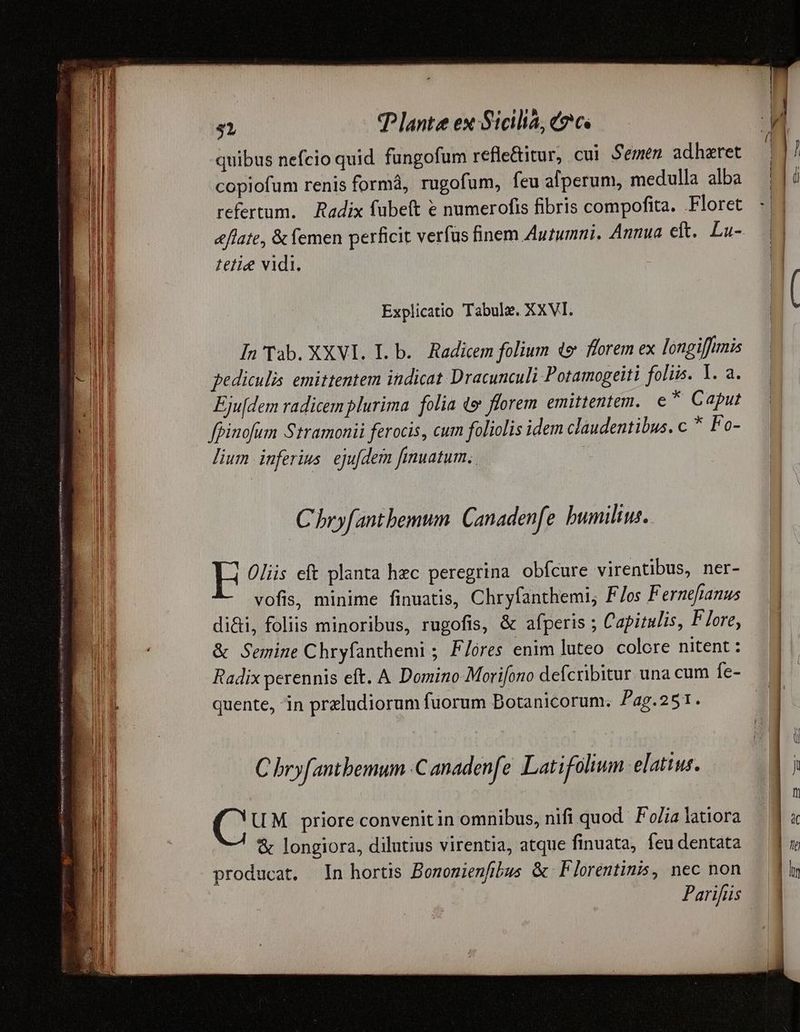 eR ES ssp s ULTOR tti mme pH CU I DERI mtm 51 P lante ex: Sicilia, c?c« quibus nefcio quid fungofum refle&amp;itur, cui Semen adhezret copiofum renis formá, rugofum, feu afperum, medulla alba refertum. Radix fübeft &amp; numerofis fibris compofita. Floret tetie vidi. Explicatio Tabul. XXVI. In Tab. XXVI. I. b. Radicem folium de florem ex longiffimis pediculis emittentem indicat Dracunculi Potamogeiti folis. 1. a. Eju[dem radicem plurima folia «e florem emittentem. € * Caput fpinofum Stramonii ferocis , cum foliolis idem claudentibus. c * Fo- lium inferius. ejufdem fimuatum.. | [^ bryfantbemum. Canadenfe bumilius. LH Oliis eft planta hec peregrina obfcure virentibus, ner- vofis, minime finuatis, Chryfanthemi, F/os Fernefianus di&amp;i, foliis minoribus, rugofis, &amp; afperis ; Capitulis, Flore, &amp; Semine Chryfanthemi ; Flores enim luteo colore nitent: Radix perennis eft. A Domino Morifono defcribitur una cum fe- quente, in przludiorum fuorum Botanicorum; Pag.251. C bryfantbemum Canadenfe Lati folium elatius. ( ! UM. priore convenitin omnibus, nifi quod. Foia latiora &amp; longiora, dilutius virentia, atque finuata, feu dentata producat, In hortis Bomonienfibus &amp; Florentinis, nec non