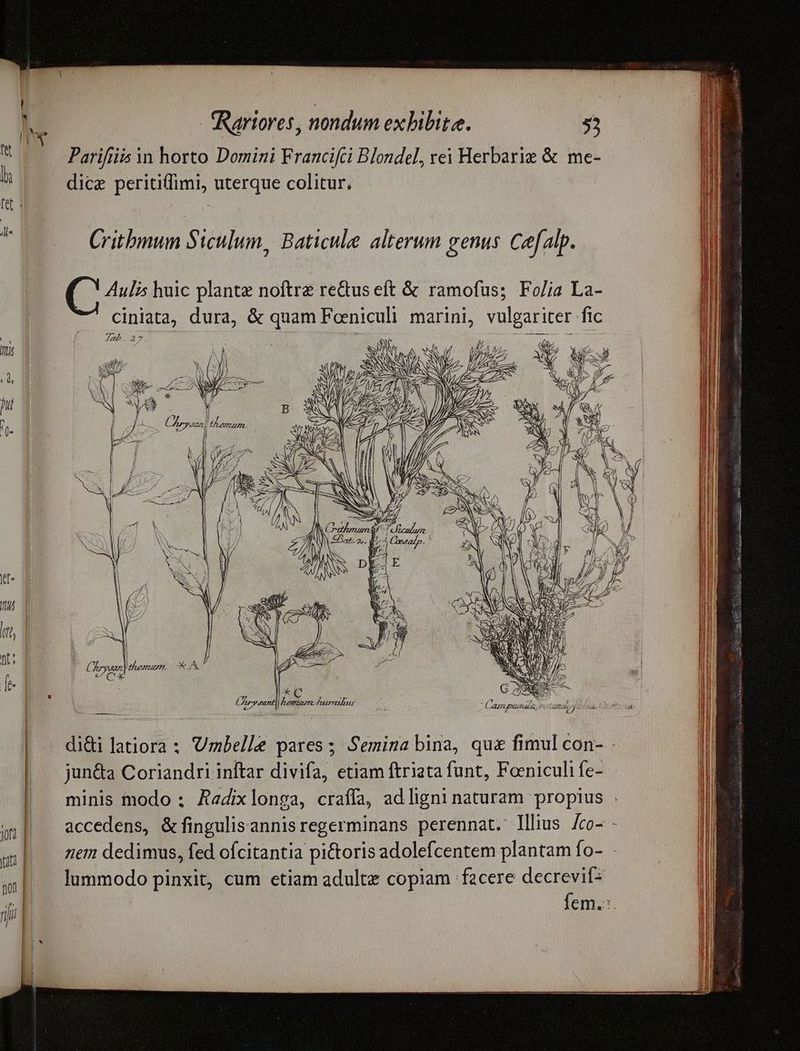 Parifiis Àn horto Domini Francifci Blondel, vei Herbarig & me- dice peritiffimi, uterque colitur. Critbmun Siculum, Baticule alterum genus. Cefalp. C Auli5 huic plante noftre re&us eft & ramofus; Fo/ia La- di&i latiora : Umbelle pares; Semina bina, qux fimul con- - jun&a Coriandri inftar divifa, etiam ftriata funt, Foeniculife- | minis modo ; A«dixlonga, craffa, adligni naturam propius : accedens, &fingulisannisregerminans perennat. Illius /co- - nem dedimus, fed ofcitantia pi&oris adolefcentem plantam fo- - lummodo pinxit, cum etiam adulte copiam facere decrevif: | fem.:.