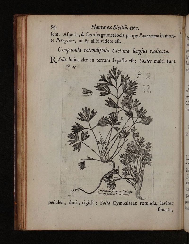 rl ERR: epar HB IR yere reri o Dg VETERE RITE eS PR RR cr itm ———— ————— € 5. Plante ex Sicilià, toc. lem. Afperis, & faxofis gaudetlocis prope Panormum in mon- te Peregrino, ut & alibi videre cft. Campanula rotundifolia Caetana longius radicata. R 4dix hujus alte in terram depada eft; Caules multi funt aA. ap A. NW Ah /N VIT p Crifmum, fulum. Baticule (il o Gerum genus, Coeradpin; T-— D pedales, duri, rigidi; Fo/ia Cymbalarig rotunda, leviter | finuata,