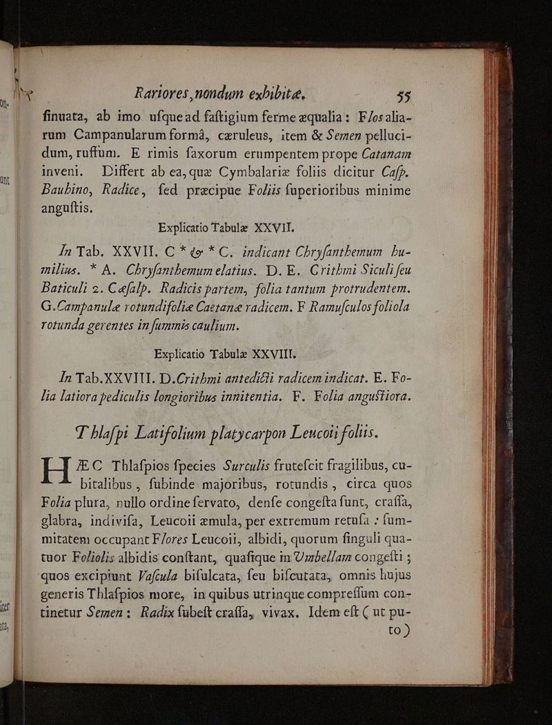 int finuata, ab imo ufquead faftigium ferme qualia: F/osalia- rum Campanularum formáà, czruleus, item & Semen pelluci- dum, ruffum. E rimis faxorum erumpentem prope Catazan inveni. Differt ab ea, quz Cymbalariz foliis dicitur Caff. Baubino, Radice, fed precipue Foliis fuperioribus minime angüftis. | Explicatio Tabule. XXVII. In Tab. XXVII. C * te * C, indicant Chryfantbemum | bu- milius. * A. Chryfanibemum elatius. D. E. Gritbmi Siculi feu Baticuli 2. Cefalp. Radicis partem, folia tantum protrudentem. G.Campanule rotundifolie Caetane radicem. F Ramufculos foliola rotunda gerentes in fummis caulium. Explicatio Tabule XXVIII. In Tab.XXVIII. D.Critbmi antedicli radicem indicat. E. Fo- lia latiora pediculis longioribus innitentia. F. Folia angustiora. T blafpi Latifolium platycarpon Leucoii foliis. IEC Thlafpios fpecies Surculis frutefcit fragilibus, cu- bitalibus , fubinde majoribus, rotundis, circa quos Folia plura, nullo ordinefervato, denfe congefta funt, craffa, glabra, indivifa, Leucoii emula, per extremum retuía : fum- mitatem occupant F/ores Leucoii, albidi, quorum finguli qua- tuor Fo/iolis albidis conftant, quafique m Umbel/am congelti ; quos excipiunt Fafcula bifulcata, feu bifcutata, omnis hujus generis Thlafpios more, in quibus utrinque compreffum con- tinetur Semen ; Radixfübeft craffa, vivax. Idem eft ( ut pu- . to)