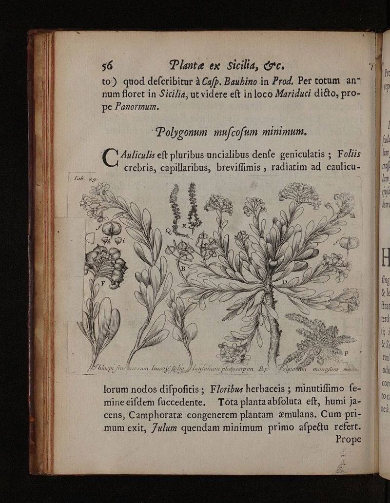 — P RE AE GR Car PRESA — to) quod defcribitur à Caf?. Baubino in Prod. Per totum. an^ num floret in Sici/ia; ut videre eft in loco Mariduci di&o, pro- pe Zanormum. Polygonun mufcofum mimmum. crebris, capillaribus, breviflimis ; radiatim ad. caulicu- P p ^ ) 7. /nyofítli mucoftrrm mmi lorum nodos difpofitis; F/oribus herbaceis ; minutiffimo fe- mine eifdem füccedente. — Tota plantaabfoluta eft, humi ja- cens, Camphorate congenerem plantam zmulans. Cum pri- Prope c