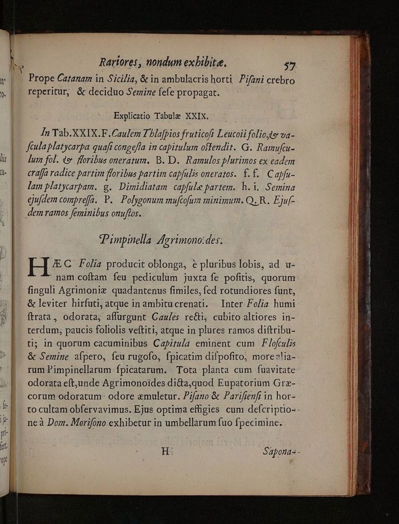 ^ Prope Catanam in Sicilia, & in ambulacris horti Pifami crebro reperitur, & deciduo Semine (efe propagat. Explicatio Tabule XXIX. ds Tab.XXIX.F.Caulem 7 bla[pios fruticoft Leucoii folio4te va- Jcula platycarpa quafi congefía in capitulum offendit. G. Ramufcu- lum fol. de floribus oneratum. B. D. Ramulos plurimos ex eadem craffa radice partim floribus partim capfulis oneratos. f.£.. Capfu- lam platycarbam. g. Dimidiatam capfule partem. h. i. Semina ejufdem compreffa. P. Polygonum ure minimum. QR. Eju[- Pimpinella Zerimono:des. H** Folia producit oblonga, e pluribus lobis, ad. u- nam coftam feu pediculum juxta fe pofitis, quorum: finguli Agrimoniz quadantenus fimiles, fed rotundiores funt, & leviter hirfuti, atque in ambitucrenati. — Inter Fo/ia humi ftrata, odorata, affurgunt Cau/es re&i, cubito altiores in- Eo paucis foliolis veftiti, atque in plures ramos diftribu- ti; in quorum cacuminibus Capita eminent cum F/ofculis & Semine aípero, feu rugofo, fpicatim difpofito; more?!ia- - rum Pimpinellarum fpicatarum. Tota planta cum fuavitate odorata eft,unde Agrimonoides di&ta,quod Eupatorium Grz- corum odoratum: odore xmuletur. Pifano & Parifienft in hor« - to cultam obfervavimus. Ejus optima effigies cum defcriptio-- neà Dom. Moerifono exhibetur in umbellarum fuo fpecimine.. Hi