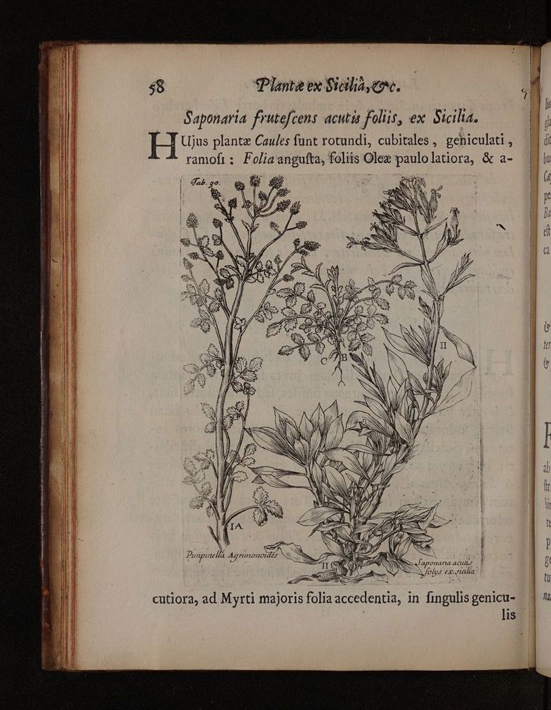 48 (Planta ex Sala eoe. Saponaria frutefcens acutis foliis, ex. Sicilia. Hv plantz Caules funt rotundi, cubitales , gehiculati , ramoft ; Foliaangufta, foliis Olex paulolatiora, & a- OON 9 cc 1 S9. B Punpinella Agrünoneidzs Nz RON um 3 ^ W aponarta acul. - A UN M fofys exniala 7 3S ZU : cutiora, ad Myrti majoris folia accedentia, in fingulis genicu-