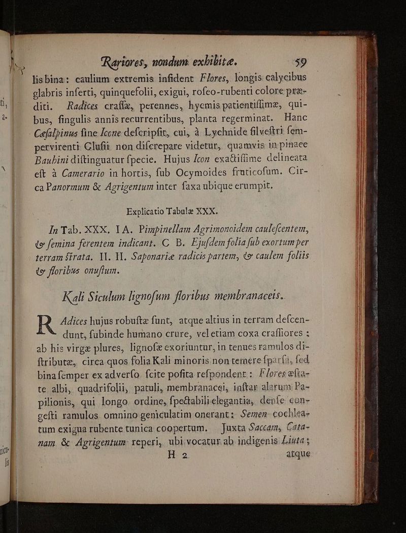 lisbina: caulium extremis infident Flores, longis calycibus glabris inferti, quinquefolii, exigui, rofeo-rubenti colore pre- diti. — Radices crafíz, perennes, hyemis patientiffimz, qui- bus, fingulis annis recurrentibus, planta regerminat. Hanc Caalpinus fine [cce defcripfit, cui, à Lychnide filveftri fem- pervirenti. Clufii non difcrepare videtur, quamvis in pinaee Baubini ditinguatur fpecie. Hujus [coz exatüfüme delineata eft à Camerario in hortis, fub Ocymoides fruticofum. Cir- ca Panormum & Agrigentum inter faxa ubique erumpit. Explicatio Tabulae XXX. In Tab. XXX. IA. Pimpinellam Agrimonoidem caulefcentem, (o femina ferentem indicant. C. B. Ejufdem folia fub exortum per terram irata, 11. YI. Saponarie radicis partem, de caulem foliis. t» floribus onuftum. Kali Siculum lignofum floribus membranaceis. R Adices hujus robufte funt, atque altius in terram deícen- dunt, fubinde humano crure, vel etiam coxa craffiores ; ab his virg plures, lignofz exoriuntur, in tenues ramulos di- ftribute, circa quos folia Kali minoris non teraere fparís, fed bina femper ex adverfo. fcite pofita refpondent : flores efta- te. albi, quadrifolii, patuli, membranacei, inftar alarum Pa- pilionis, qui longo. ordine, fpe&abili elegantia, deve con- gefti ramulos omnino geniculatim onerant: Semen cochlea- tum exigua rubente tunica coopertum. — Juxta Sactam, Cata- nam & Agrigentum: reperi, ubi vocatur. ab indigenis Liuta ; H: 2 atque