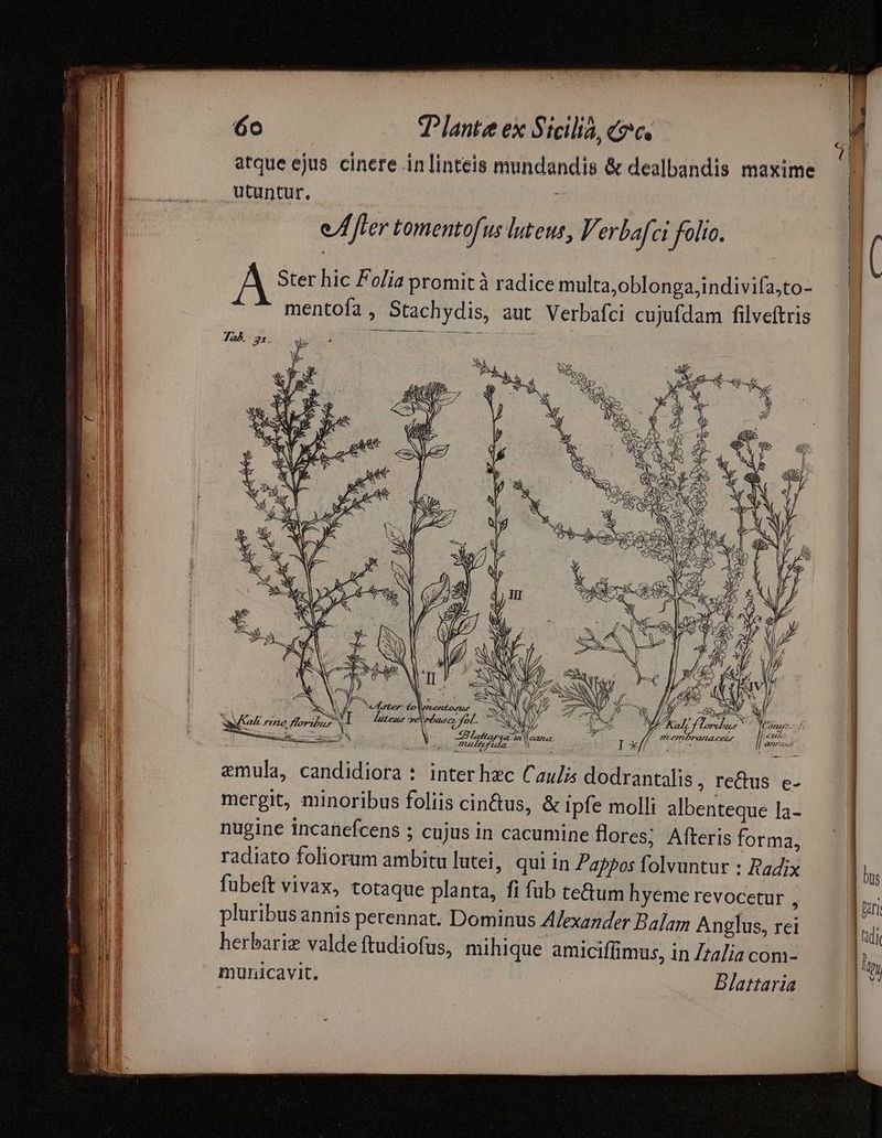 atque ejus cinere inlinteis mundandis & dealbandis maxime | | eter tomentofus luteus, Verbafci folio. ( A Ster hic Folia promit à radice multa,oblongajndivifa,to- — | mentofa, Stachydis, aut Verbafci cujufdam filveftris ! NN , Z2 , ME p hg 27 3A i auct fol. M N i Va rire foribus I leur m ze E u SET m € c Y Tao cana emula, candidiora : inter hec Caulis dodrantalis , re&us e- mergit, minoribus foliis cin&us, & ipfe molli albenteque la- nugine incanefcens 5 cujus in cacumine fores; Afteris forma, radiato foliorum ambitu lutei, qui in Pappos folvuntur : Radix fübeft vivax, totaque planta, fi fub tectum hyeme revocetur ; pluribus annis perennat. Dominus Afexazder Balam Anglus, rei herbariz valde ftudiofus, mihique amiciffimus, in Ztalia com- municavit. Blattaria