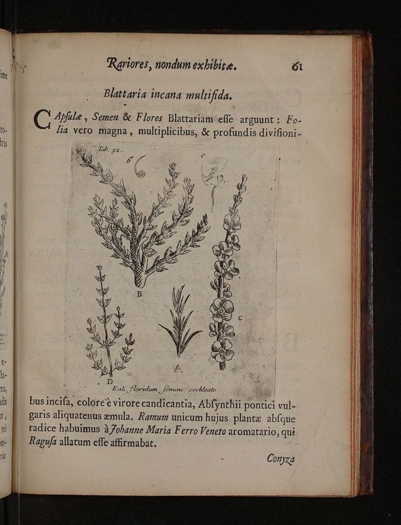 Blattaria incana multifida. ( , Afta, Semen & Flores Blattariam effe arguunt: Fo- tn. /a vero magna , multiplicibus, & profundis divifioni- | due | ! SCNME ' jl T l / l / y h- ! | Il | k ^ D E ; : li t E 4 Ka&á' Jloridum Jemune: cocÁleato TOS Ll i K.— busincifa, colore? virore candicantia, Abfynthii pontici vul- ll n P garis aliquatenus emula. Ramum unicum hujus. plante abfque | l : E^ radice habuimus à Zohanne Maria Ferro Veneto aromatario, qui Il w E — Raguja allatum effe affirmabat. | Conyza