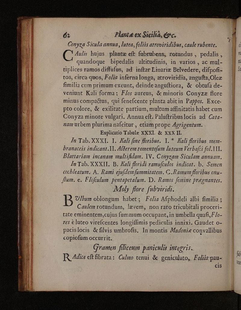 — (à M Ira Ee LEE oem Conyza Sicula annua, lutea, foliis atroviridibus, caule rubente. quandoque bipedalis altitudinis, in varios , ac mul- tiplices ramos diffufus, ad inftar Linariz Belvedere, difpofi- to$, circa quos, Folia inferna longa, atroviridia, angufta,Olez veniunt Kali forma; F/os aureus, & minoris Conyzz flore minus compa&us, qui fenefcente planta abitin Pappos. Exce- pto colore, & exilitate partium, multum affinitatis habet cum Conyza minore vulgari. Annua eft. Paluftribuslocis ad Caza- nam urbem plurima nafcitur, etiam prope Agrigentum. Explicatio Tabule XXXI. & XXX II. In Tab. XXXI. I. Zíali fine fforibus. Y. * Kali floribus mem- branaceis indicant.Yl. Asferem tomentofum luteum Verbafci fol.YM. Blattariam incanam multifidam. YV. Conyzam Siculam annuam. In Tab. XXXII. B. Kali floridi ramufculos indicat. b. Semen cocbleatum. A. Rami eju[dem fummitatem. C .Ramum floribus 0nu- flum. e. Flofculum pentapetalum. D. Ramos femine pregnantes. AMoly flore fubyiridi. B U/bum oblongum habet; Fo/ia Afphodeli albi fimilia ; Caulem rotundum, levem, non raro tricubitali proceri- tate eminentem,cujus fummum occupant, in umbella quafi, F/o- res €luteo virefcentes longiffimis pediculis innixi. Gaudet o- pacislocis & filvis umbrofis, In montis Madonie convallibus copiofum occurrit. | Gramen filiceum panicula integris. Cis