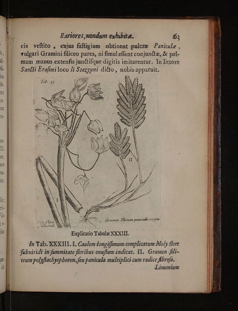 ' |. eis veftito , cujus faftigium obtinent pulcre Panicule , 8, vulgari Gramini filiceo pares, ni fimul effent conjundz, & pal- | mam manus extenfis junQiifque digitis imitarentur. In littore Sanéli Eraftmi loco li Stazzuni di&o , nobis apparuit. ; 7 // SUS / Jab. EL! : (Z e. EN 27 e / NN CM 'N. N hs E dro xr Explicatio Tabulz XXXIII. 1n Tab. XXXIII. 1. Caulem Tongiffmum complicatum Moly flore | fubviridi in fummitate floribus onuflum indicat. I. Gramen fili- JE ceumpolyflachyopboron, feu panicula.multiplici cum radice fibrofa. . oa | — ALimonium m