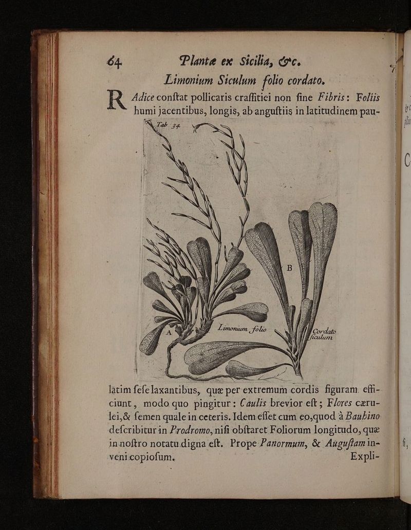 ATO HET qme npe a rn trt tritt menti e e do emat 7 Aenean iani e pee 3 3 ^ E E ER EREIR ET 8 Plante ex. Sicilia, cc. Liümonium Siculum folio cordato, — Adice conftat pollicaris craffitiel non fine Pibris: Foliis * humi jacentibus, longis, ab anguftiis in latitudinem pau- A24 22 .— v7 Su j MESSNNSESE 3 4 z. 1 e Sos : P4 Kn RIED, 9 z V2 E P e ks o SN latim fefelaxantibus, que per extremum cordis figuram. effi- ciunt, modo quo pingitur: Caulis brevior eft ; F/ores cxru- lei,& femen quale in ceteris. Idem effet cum eo,quod à BauLino defcribitur in Prodromo, nifi obftaret Foliorum longitudo, que in noftro notatu digna eft. Prope Panormum, & Auguflam 1n- veni copiofum. | Expli-