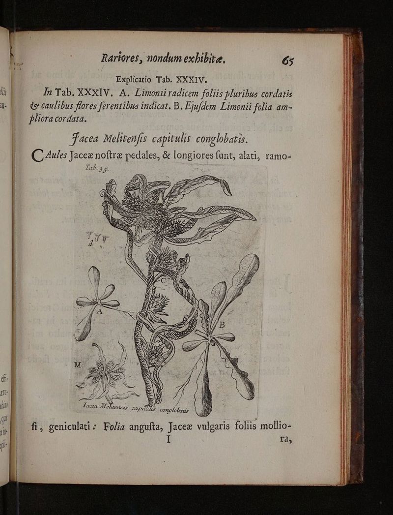 Explicatio Tab. XXXIV. lis d In Tab. XXXIV. A. Limoniiradicem foliis pluribus cordatis Mp de caulibus flores ferentibus indicat. B. Eju/dem Limonii folia am- |. pliora cordata. | Jacea Melitenfis capitulis conglobatis. QC 4ules Jacex noftra pedales, & longiores funt, alati, ramo- m o 20. 35- di | | | i : Jit | | Jaca 975 2 pis m 2» OBL AME b , uU : à 3 SS» nur y U 4l fi, geniculati- To/ia anguíta, Jacez vulgaris folus mollio- I T4,