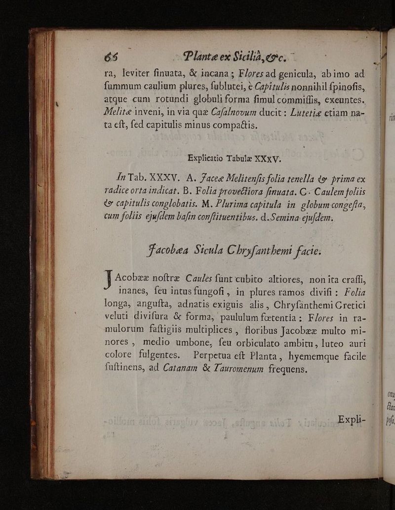 rim EL V9epytr CE VIR Stereo rry rentrer nt Aveseriveisieneis i iin e enne ions ERROR INI A RA n nte AT PaEAEA EN EE Sg dri E: caes is — Da RN — Plante ex Sidliá,eoc, ^ ra, leviter finuata, & 1ncana ; FJores ad genicula, abimo ad fummum caulium plures, fublutei, e Capitulis nonnihil fpinofis, atque cum rotundi globuli forma fimul commiffis, exeuntes. Melite inveni, in via que Cafalnovum ducit: Lutetie etiam na- ta eft, fed capitulis minus compa&is. Explicatio Tabule XXXV. In Tab. XXXV... A. 7acee Melitenfis folia tenella d» prima ex radice orta indicat. B. Folia provecliora finuata. C.« Caulem folis to capitulis conglobatis. M. Plurima capitula in. globum congefía, cum foliis eju/dem bafin conflituentibus. d.Semina eju[dem. Jacobea Sicula C bryfantbemi facie. Acobzz noftre Caules fünt cubito altiores, non ita craffi, inanes, feu intusfungofi, in plures ramos divifi : Folia longa, angufta, adnatis exiguis alis, Chryfünthemi Cretici veluti divifura & forma, paululum foetentia : F/ores in ra- mulorum faftigiis multiplices , floribus Jacobzz multo mi- nores , medio umbone, feu orbiculato ambitu, luteo auri colore fulgentes. Perpetua eft Planta, hyememque facile fuftinens, ad Catanam & Tauromenum frequens.