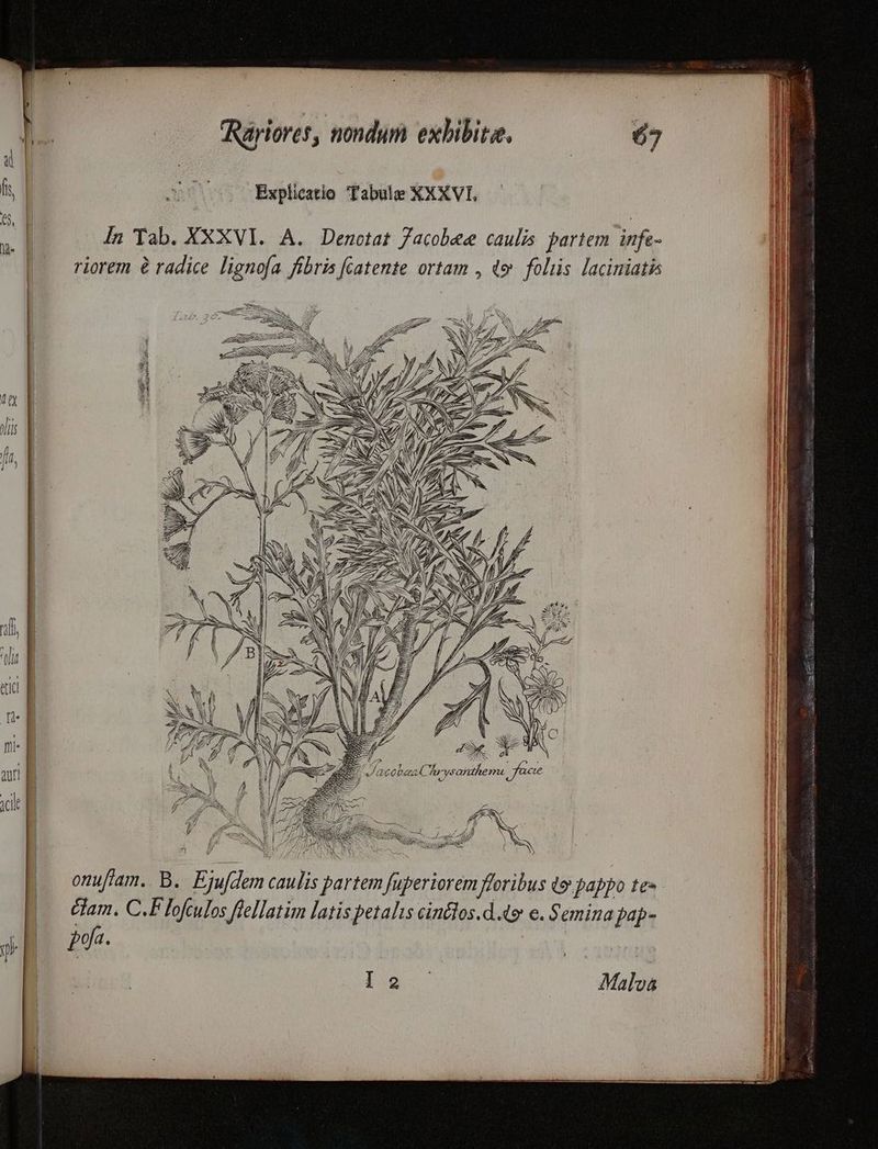 Ás | 27700 Explieztio fabule XXXVI. es d | | M In Tab. XXXVI. A. Denctat Jacobee caulis partem infe- riorem à radice lignofa fibris fíatente ortam , do folis laciniatis Mip- ANTE CO ——— // SN S E: A WV t [Ur N f ! ea | N qd. | m- B aur | jcil ASA N onuftam. B. Ejufdem caulis partem fuperiorem floribus t pappo te dam. C.F lofculos fellatim latis petalis cinélos.d 4o e. Semina pap- y ? Ue | | | Malva
