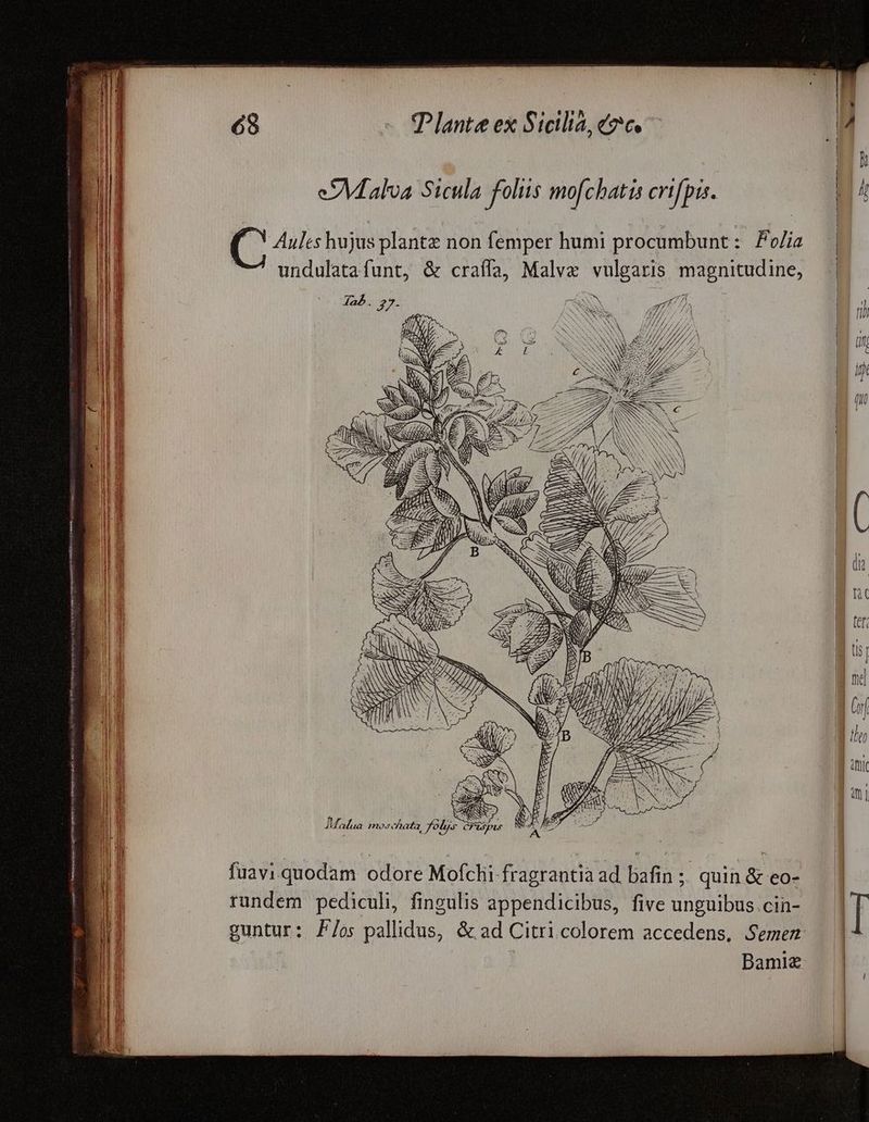 gi n E E LN ANTA * EPIRI orto rey nte ——— a E MEN eum MEE ER IRR a INDIOS Y eSMalva Sicula foliis mofchatis crifpis. ( ue hujus plantz non femper humi procumbunt : Foie ^7 undulatafunt, &amp; craffa, Malva vulgaris. magnitudine, A. 27- AS S 4f 7j, gg, /MA // 77/7 fà Ig lg g 4 gl LI gg P AN b P /, - 77 /Á/p Á ty ANA E f : NS E C ANS AS TAS gabe e d 1 y / fuavi quodam odore Mofchi fragrantia ad, bafin ;; quin &amp; eo- rundem pediculi, fingulis appendicibus, five unguibus.cin- guntur: P/os pallidus, &amp; ad Citri.colorem accedens, Semen Bamiz