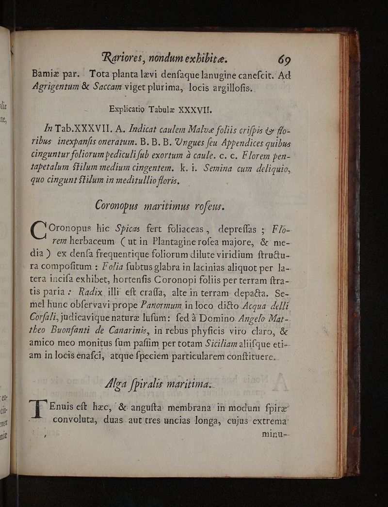 Bamie par. Tota planta levi denfaque lanugine canefcit. Ad Agrigentum & Saccam viget plurima, locis argillofis. Explicatio Tabulae XXXVII. In Tab.XXXVII. A. Zadicat caulem Malve foliis crifpis d» ffo- ribus. inexpanfis oneratum. B. B. B. Ungues feu Appendices quibus cinguntur foliorum pediculi fub exortum à caule. c. c. Florem pen- tapetalum $filum medium cingentem. k. i. Semina cum dliquio, quo cingunt sTium in meditullio floris, Coronopus mavitumus rofeus. Oronopus hic Spiczs fert foliaceas , rem herbaceum. ( utin Plantaginerofea majore, & me- tera incifa exhibet, hortenfis Coronopi foliis per terram ftra- Corfali, judicavique nature lufum: fed à Domino. Azgelo Mat- beo Buonfanti de Canarinis, in rebus phyficis viro claro, & amico meo monitus fum pafíim per totam Siciliam aliifque eti-- am in locis enafci, atque fpeciem particularem conftituere, lea fpiralis maritima; 1 Enuis eft hzc, & anguíta membrana in modum fpirz convoluta, duas aut tres uncias longa, cujus extrema minu--
