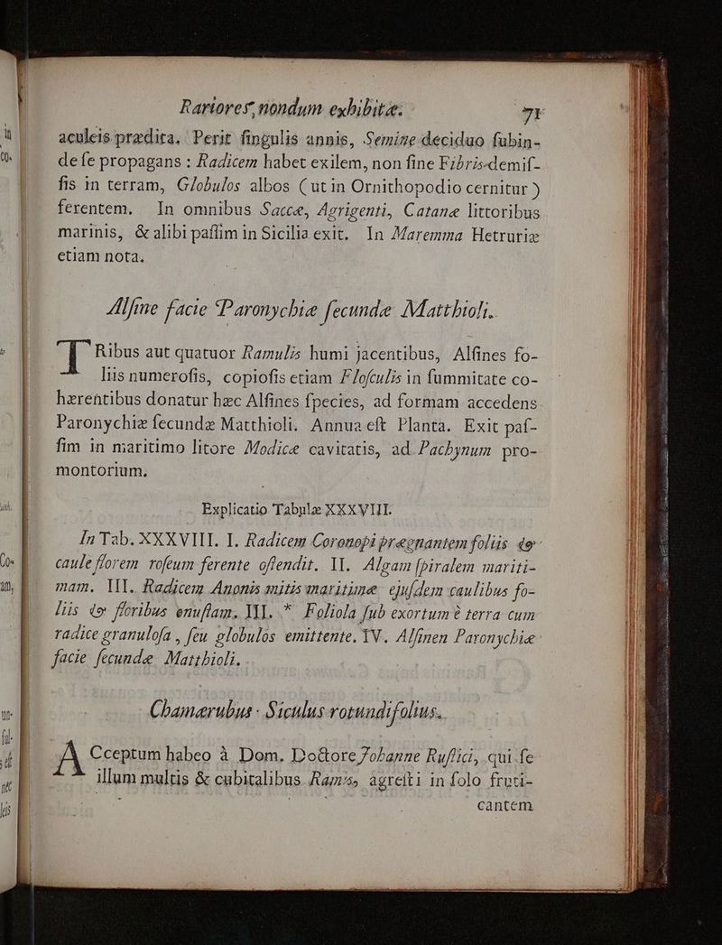 aculcis.predita.: Perit fingnlis annis, Semize deciduo fubin- defe propagans : Radicem habet exilem, non fine Fibrisdemif- fis in terram, G/obulos albos ( ütin itus cernitur ) ferentem. — In omnibus Sacce, Agrigenti, Catane littoribus marinis, &alibipaffim in Sicilia exit. In Maremma Hetruriz etiam nota. Alfme facie Paronycbie fecunde: Mattbioli.. Í Ribus aut quatuor Ramuli5 humi jacentibus, Al(ines fo- liis numerofis, copiofis etiam Z/ofculis in fummitate co- Paronychiz fecunde Matthioli. Annua eft Planta. Exit paf- fim in maritimo litore 7Modice cavitatis, ad. Pacbynum pro- montorium, Ex xplicatio Tabule XXXVIII. caule forem. rofeum ferente offendit. 11. Algam [piralem mariti- mam. VI. Radicem Anonis niti maritune. ejufdem caulibus fo- lüs de foribus enuflam. YI. .* ^ Foliola Jub exortum e terra. cum facie. fecunde Matt bioli, Chamarubus : Siculus rotundifolius. | Cceptum habeo à. Dom. Do&ore 7oPanne Ruf'ici, qui.fe ilg multis & cubitalibus Ra; m5, agteiti in folo BU. cantem