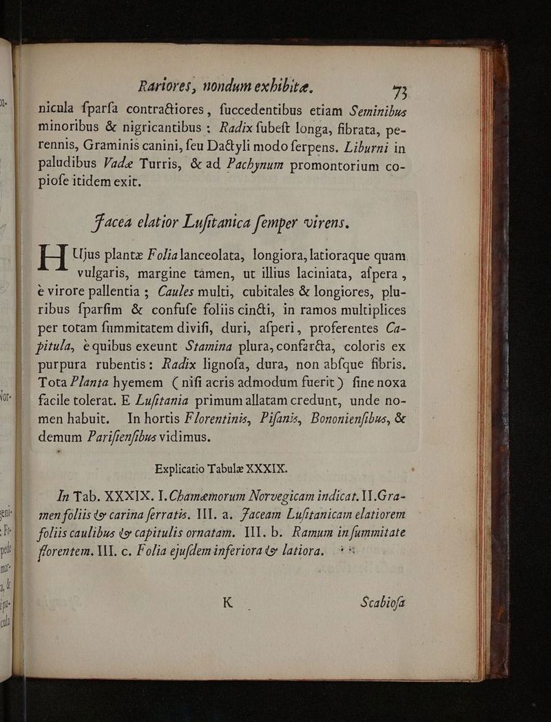nicula fparfa contra&iores, fuccedentibus etiam Seminilus minoribus & nigricantibus : Radix fubeft longa, fibrata, pe- rennis, Graminis canini, feu Da&yli modo ferpens. Liburni in paludibus Vade Turris, & ad. Pachysum promontorium co- piofe itidem exit. facea elatior Lufitanica femper virens. vulgaris, margine tàmen, ut illius laciniata, afpera, e virore pallentia ;. Cau/es multi, cubitales & longiores, plu- ribus fparfim & confufe foliis cin&i, in ramos multiplices per totam fummitatem divifi, duri, afperi, proferentes Ca- pitula, & quibus exeunt. Szamiza plura, confar&a, coloris ex purpura rubentis: Radix lignofa, dura, non abíque fibris. Tota P/anta hyemem ( nifi acris admodum fuerit) fine noxa facile tolerat. E Zufrtania primumallatam credunt, unde no- men habuit. In hortis F/orentinis, Pifanis Bononienfibus, & demum Parifienfibus vidimus. Explicatio Tabulz XXXIX. In Tab. XXXIX. I. Chamemorum Norvegicam indicat. YM.Gra- gen foliis e carina ferratis. MI. a. Zaceam Lufttanicam elatiorem foliis caulibus (e capitulis ornatam. Ml. b. Ramum in [ummitate fforentem. WM. c. Folia ejufdem inferiora» latiora. .* * RS Scabiofa