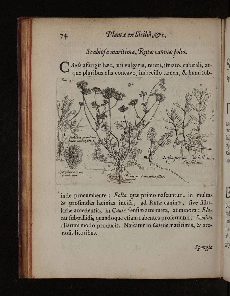 | Scabiofa maritima, Rute canine folio, | ld Aule affurgit hzc, uti vulgaris, tereti,ftriato, cubitali, at- — |] ( i que pluribus alis concavo, imbecillo tamen, &amp; humifub- — | I | | | Zab. 42. ei. |/ | 9p lid WX 2 | WT K RUM | URBI | tU pret. S SA RSS E Mss U^. il di e M gi A E A CNUPFR. EE as NC TAESN fiQ ANIM bellos cars M E hi 4 ! m Rutas canieax, folan, Mu Pa » E M n d fj t X S£ Nh NA (i 4 AES, 3 X: Lihosperinum. E. | | CA ulum o L| |  jp eri 7a ramefz, Jg | Pene ner. inde procumbente : Folia que primo nafcuntur, in multas l &amp; profundas lacinias incifa, ad Rutz canine, five fitu- ——  larie accedentia, in Caule fenfim attenuata, at minora : F/o-  res fubpallidy quandoque etiam rubentes proferuntur. Semina  &amp; . . . e. . . . l aliarum modo producit. Naícitur in Caiete maritimis, &amp; are- hr . . | nofis litoribus. n di] Sponpia