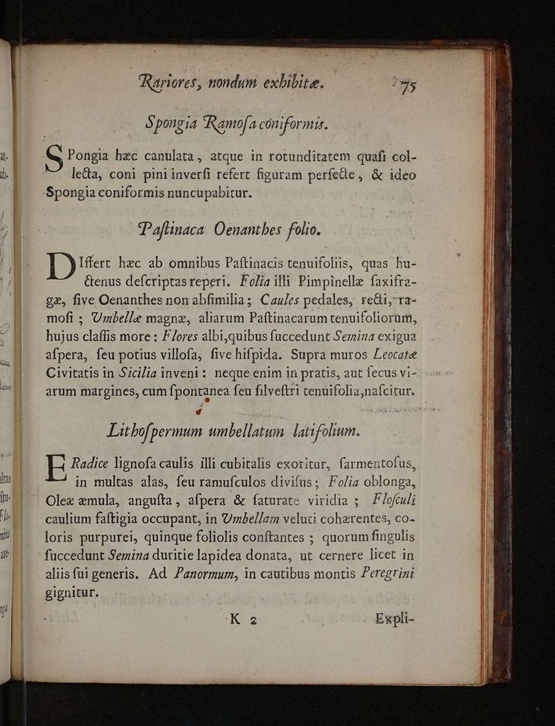 [1 aun Aariores, nondum exbibite. dvi S pongia ARamof; 4 coniformis. Pongia hec canulata, atque in rotunditatem quafi col- lea, coni pini inverfi refert figuram perfede, & ideo Pafunaca Oenantbes folio. Iffert hec ab omnibus Paftinacis tenuifoliis, quas hu- Genus defcriptasreperi. Foliailli Pimpinelle faxifra- gz, five Oenanthes non abfimilia; Caules pedales, re&i; ra- mofi ; Umbelle magnz, aliarum Paftinacarum tenuifoliorum, n claffis more : F/ores albi,quibus fuccedunt Semina exigua afpera, feu potius villofa, five hifpida. Supra muros Leocate arum margines, cum fpontanea feu filveftri cenuifolia;nafcitur. Litbofpermum rubeum latifolium. Radice lignofa caulis illi cubitalis exoritur, farmentofus, in multas alas, feu ramufculos divifus; Fo/ia oblonga, caulium faftigia occupant, in Umbellam veluti coherentes, co- loris purpurei, quinque foliolis conftantes ; quorum fingulis fuccedunt Semina duritie lapidea donata, ut cernere licet in aliis fuigeneris. Ad Panormum, in cautibus montis Peregrini gignitur. v | K z i . Expli-