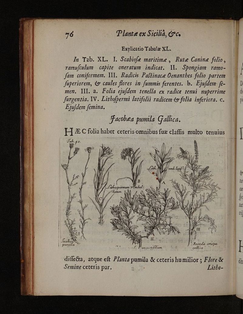 rim — SÀN Explicatio Tabulae XL. In Tab. XL. I. Scabiofe maritime , Rute Canine folio, ramu[culum capite oneratum indicat. ll. Spongiam ramo- fam coniformem. M. Radicis Paffinace Oenantbes. folio partem fuperiorem, d& caules flores. in fummis ferentes. b. Ejufdem- fc- men. ll. a. Folia ejufdem tenella ex radice tenui nuperrime fürgentia. IN . Lithofpermi latifolii radicem 4e folia inferiora. c. Ejuf/dem femina, — | SFacobata pumila Galli A H IE. C folia habet ceteris omnibus fuz claffis multo tenuius 3 Y u 2 z 9. ES ue c4 * Y ! Jacobaa, EN i puni ila j difle&a, atque eft P/a2ta pumila & ceteris humilior ; F/ore & Semine ceteris par. Litbe- (it