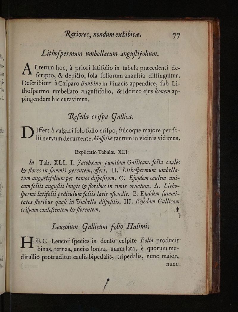 Litbofpermum unbellatum angufHfolium. Lterum hoc, à priori latifolio in tabula precedenti. de- fcripto, &amp; depi&amp;o, fola foliorum anguftia diftinguitur. Deícribitur à Cafparo Baubino in Pinacis appendice, fub Li- thofpermo umbellato anguftifolio, &amp; idcirco ejus Jcorem ap- pingendam hic curavimus. Refeda. crifpa. Gallica. lii nervum decurrente. MafJ//ie tantum in vicinis vidimus, Explicatio Tabule. XLI. te flores in fummis gerentem, offert. VI. Litbo[permum umbella- tum angustifolium per ramos difpofitum. C. Eju]dem caulem. uni- cum foliis anguflis longis de floribus in cimis ornatum. A. Litbo- fpermi latifolii pediculum foliis latis offendit. B. Ejufdem fummi- Leucotum. Galli icm folio Hilimi: binas, ternas, uncias longa, unamlata, e quorun) me- ditullio protruditur caulis bipedalis,. tripedalis, nunc major,