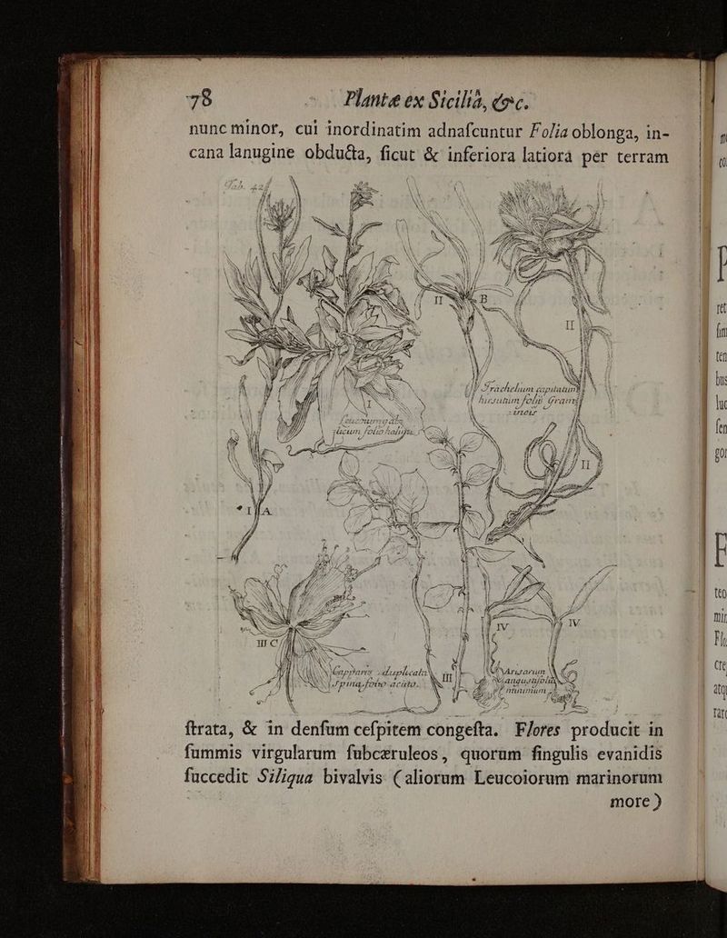 VTRIWTH ppm rm veto cs mp HB SPP ap Plante ex Sicilia, (oc. nuncminor, cui inordinatim adnafcuntur Folia oblonga, in- cana lanugine obdu&amp;a, ficut &amp; inferiora latiorá per terram *N TAN e SN (V S raehieli atur, /—racteiuum aiypddaáiun JE Á , y Jy. 3 4t Purgutum foli Gramgt à [o Vd. A *| -410L^ FA iA lj Vx Y AMA, vy I dil N N N nArurarum Mo M | Id x IIT |] up, S augusrüfolià N fp. 4 LA / ) : N Jj DV rifunmum f, SA //) yc (s (Fito NW, 2 | ) € RED 2^7 FART) Í SAVE ET a e ze ——— PE. —— P T —m—À ftrata, &amp; in denfum cefpitem congefta. F/ores producit in fummis virgularum fubceruleos, quorum fingulis evanidis fuccedit SZ/igua bivalvis (aliorum Leucoiorum marinorum more )