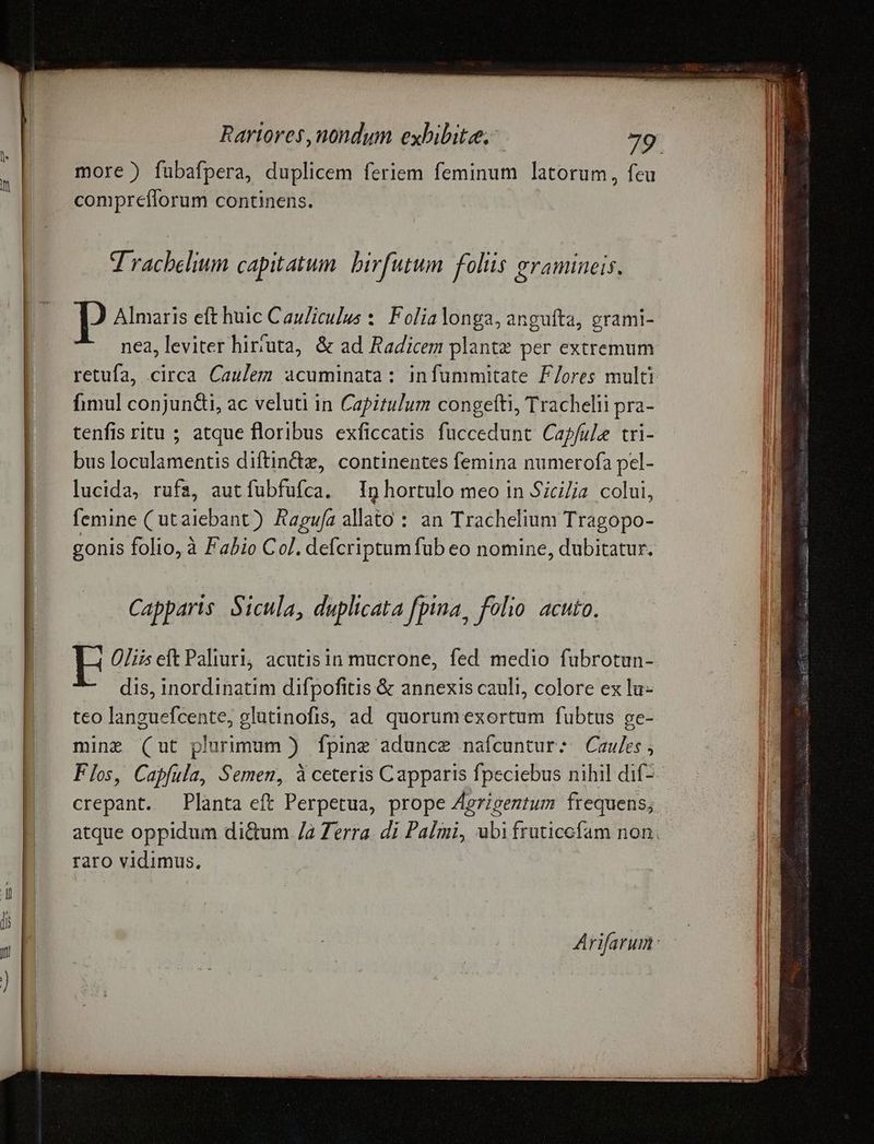 more?) fubafpera, duplicem feriem feminum latorum, feu compreflorum continens. J racbelium capit atum birfutum folis gramineis. Almaris eft huic C auZiculus :. Folialonga,anguíta, grami- ne2, leviter hiríuta, & ad Radicem plantz per extremum retufa, circa Caulem acuminata: infummitate F/ores multi fimul conjundi, ac veluti in Capitulum congefti, Trachelii pra- tenfis ritu ; atque floribus exficcatis fuccedunt Capfule tri- bus loculamentis diftin&z, continentes femina numerofa pel- lucida, rufa, autfubfufca. Ig hortulo meo in Sicilia colui, femine (utaiebant) Ragufa allato : an Trachelium Tragopo- gonis folio, à Fabio Col. defcriptumfub eo nomine, dubitatur. Capparis Sicula, duplicata fpina, folio. acuto. Oli eft Paliuri, acutisin mucrone, fed medio fubrotun- dis, inordinatim difpofitis & annexis cauli, colore ex lu- teo languefcente, glutinofis, ad quorumexortum fubtus ge- mine (ut plurimum ) fpine aduncz nafcuntur: Caules , crepant. Planta eft Perpetua, prope Agrigentum frequens; raro vidimus,