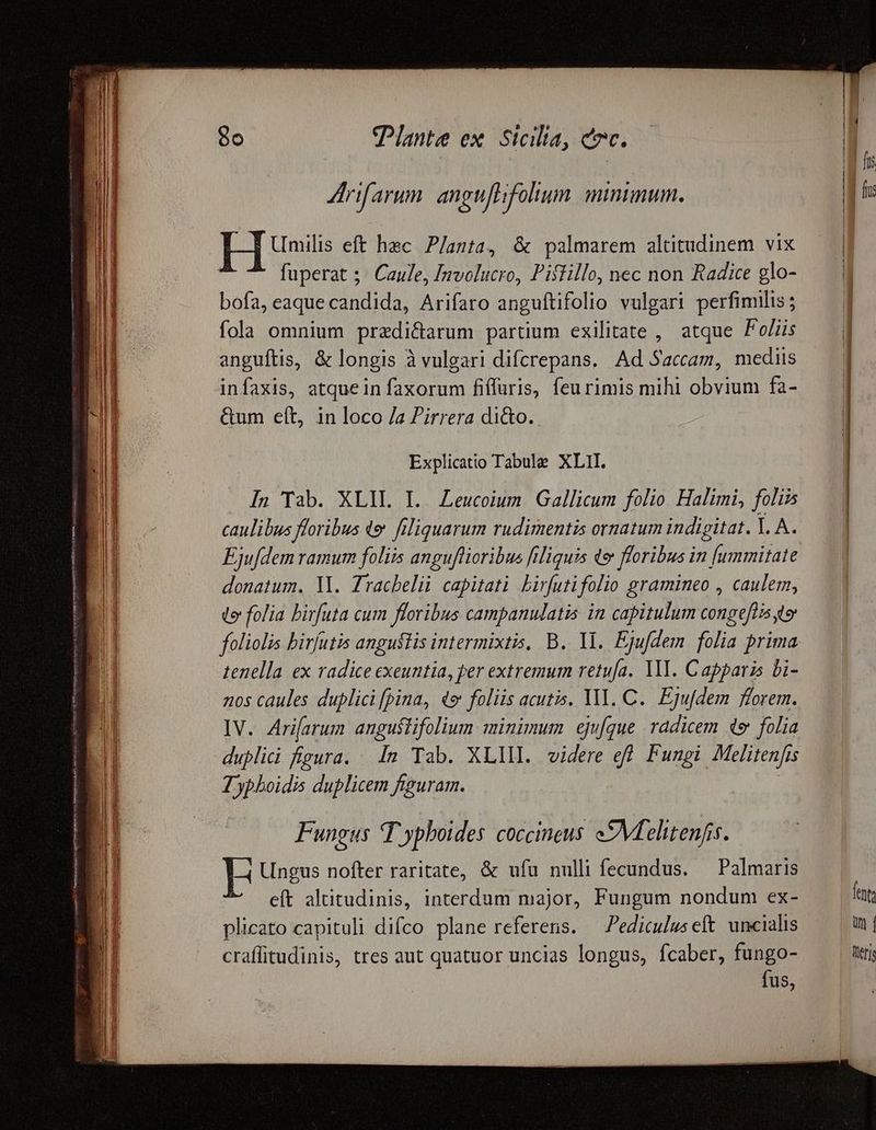——Á—— e dd Eius dd s eed oido p E ; Umilis eft hec. Planta, & palmarem altitudinem vix j fuperat ;; Caule, [nvolucro, Pislillo, nec non Radice glo- bofa, eaque candida, Arifaro anguftifolio vulgari perfimilis; fola omnium predictarum partium exilitate , atque Foliis anguítis, & longis à vulgari difcrepans. Ad Saccam, mediis &um eít, in loco /a Pirrera di&o. | | | | lrifarum angu[Hfoltum minimum. [; | | | Explicatio Tabule XLII. | In Tab. XLIL IL. ZLeucoium Gallicum folio Halimi, foliis — | caulibus floribus & filiquarum rudimentis ornatum indigitat. Y. A. | Eju[dem ramum foliis anguflioribus filiquis te floribus in [ummitate — | donatum. VM. Zracbelii capitati Lirfutifolio gramineo , caulem, do folia birfuta cum floribus campanulatis in capitulum congeftis ter foliolis birfutis angustis intermixtis, B. Yl. Ejufdem folia prima tenella ex radice exeuntia, per extremum retu[a. YI. Capparzs Li- nos caules duplici [pina, 49 foliis acutis. MI. C. Ejufdem florem. IV. Arifarum anguflifolium minimum ejufque radicem e folia dupli figura. In Tab. XLIII. videre eff Fungi Melitenfis Zyphoidis duplicem frguram. | Fungus T ypboides coccineus eM elitenfis. H Ungus nofter raritate, & ufu nulli fecundus. — Palmaris eft altitudinis, interdum major, Fungum nondum ex- lat plicato capituli difco plane referens. —ediculus eft. uncialis un | craffitudinis, tres aut quatuor uncias longus, fcaber, fungo- Ilrj fus,