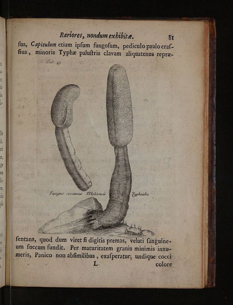 fus, Capitulum etiam ipfum fungofum, pediculo paulo craf- fius, minoris Typhz paluftris clavam aliquatenus repre- Gab. 4 nu Iis NC RR NDUINA 5 SIS d NON 7 »0 SNAM / NSW? ra ZA NY 4 07 NE NN ^ No entan$, quod dum gitis premas, veluti fanguine-- um fuccum fundit. Per maturitatem. granis minimis innu-- 3meri$,. Panico. non abfimilibus , exafperatur; undique cocci: colore: