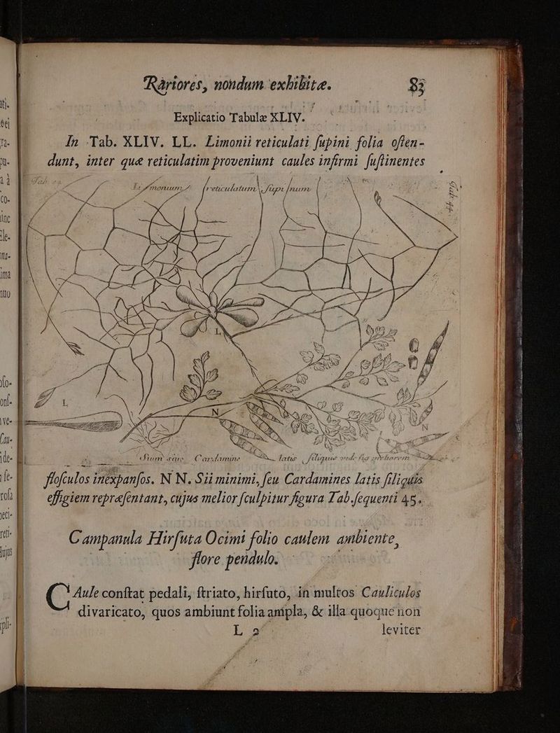 | es Tabula XLIV. | ( qd In Tab. XLIV. LL. Limonii reticulati dunint filia ips (.. dunt, inter que reticulatim proveniunt. caules infirmi. fuflinentes ; ^ si /4 / Po es Ga Ionium rneüculatum. up 714921 1 p oua 1 y^ ) » po i N li [ EN T | ; 17 | PEEL Pte uu E RN «fotu [^ Áü ig Pops Yn ;23 Iucfruty7s d x 4 . i | r ( e Fe d az xfamine | Jf falis inlBpanfos. N N N. Sii minimi, s 209 AUR latis figu | effgiem reprefentant, cujus melior fculpitur figura Tab oeque 45. | C ampanula Hirfuta Ocimt folio caulem ambiente, flore pendulo. (d Ms conftat pedali, ftriato, hirfuto, in multos Cau/iculos divaricato, quos ambiunt folia ampla, & illa quoque non La | leviter