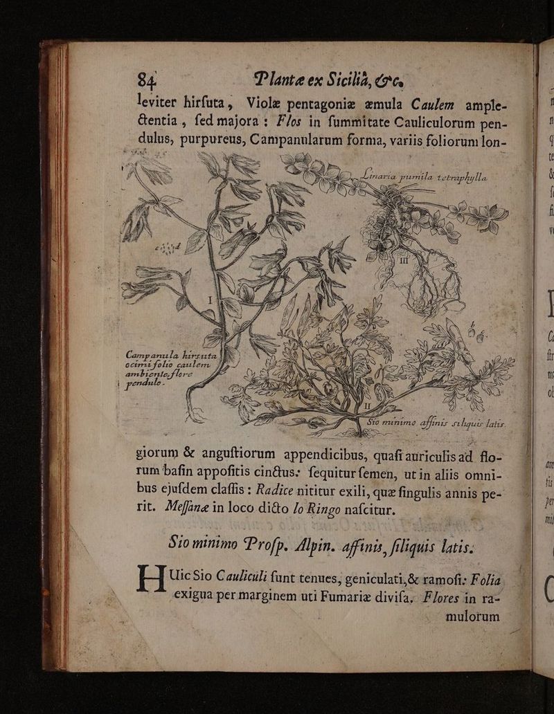 ACTI t PIRperkerevr ar nro - - Tar HA Geop af Uxor aH ve P ey Te oai a avem c Aum ais 84. Plante ex Siciltà, coc arta. pgumila tetraplulla mmm E 7 j X 23 TQ CES inime affmir siqui lati. —77 giorum & anguftiorum. appendicibus, quafi auriculisad flo- rum bafin appofitis cin&tus: fequiturfemen, utin aliis omni- bus ejufdem claflis : Radice nititur exili, que fingulis annis pe-- rit. Mene in loco di&o /o Ringo nafcitur. Sio minimo Profp, Alpin. affinis, filiquis latis. H Uic Sio C aulicili fant tenues, geniculati,& ramofi: F olia exigua per marginem uti Fumarie divifa. F/ores in ra- mulorum