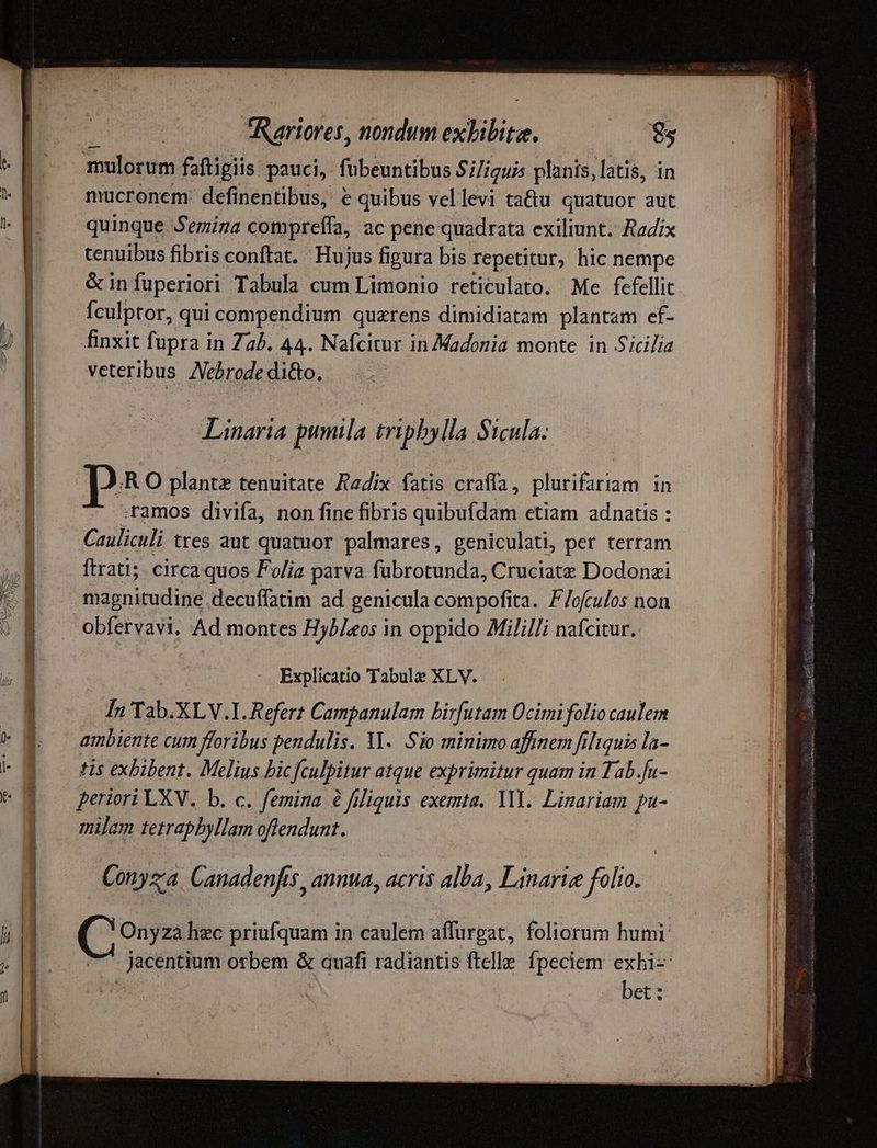 Rariores, nondum enhn i mulorum faftigiis pauci, fubeuntibus Si/iguis planis, latis, i nucronem: definentibus, € quibus vel levi ta&u quatuor aut quinque Semiza compreffa, ac pene quadrata exiliunt. Radix tenuibus fibris conftat. Hujus figura bis repetitur, hic nempe & in fuperiori Tabula cum Limonio reticulato. Me fefellit Ículptor, qui compendium quarens dimidiatam plantam ef- finxit fupra in Zab. 44. Nafcivur in Madonia monte in Sicilia veteribus. Nebrode di&o, Linaria pumila tripbylla S1cula. ;R O plante tenuitate Aadix fatis craffa, plurifariam in ^ ramos divifa, non fine fibris quibufdam etiam adnatis : Cauliculi tres aut quatuor palmares, geniculati, per terram ftrati;. circa quos Fo/ia parva fubrotunda, Cruciate Dodonzi obfervavi. Ad montes Hyll«os in oppido Mililli nafcitur. Explicatio Tabule XLV. In Tab.XLV.I. Refert Campanulam bir[utam Ocimi folio caulem ambiente cum floribus pendulis. 11. Sio minimo affinem frliquis la- *i5 exbibent. Melius bic fculpitur atque exprimitur quam in Tab.fu- periori LXV. b. c. femina 6 fMiquis exemta. YII. Linariam pu- milam tetrapbyllam offendunt. Conysa Canadenfis, 5, anta, acris alba, Linarie folio. C Onyza lizc priufquam in caulem affurgat, foliorum humi: jacentium orbem & quafi radiantis telle fpeciem exhi: bet: