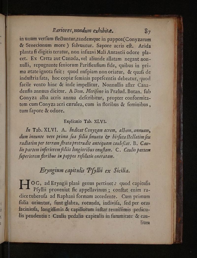 lh ! Rariores, nondum exhibita. in unum verfum fleduntur,candemque in pappos(Conyzarum & Senecionum more) folvuntur. Sapore acris eft. Arida planta fi digitis teratur, non infuavi Mali Aurantii odore. pla- cet. Ex Creta aut Canada, vel aliunde allatam. negant non- nulli, repugnante feniorum Parifienfium fide, quibus in pri- ma ztateignota fuit: quod nufpiam non oriatur, & quafi de induftriafata, hoc copiz feminis papefcentis debeatur, quod facile vento hinc & inde impellitur. Nonnullis after Cana- denfis annuus dicitur. A Dom. Morifono in Przlud. Botan. fub Conyza alba acris annua defcribitur, propter conformita- tem cum Conyza acri czrulea, cum in floribus & feminibus, tum fapore & odore. Explicatio Tab. XLVI. f ; Tab. XLVI. A. /ndicat Conyzam acrem, albam, annuam, dum ineunte vere prima fua folia fimuata «e birfuta flellatim feu radiatim per terram firataprotrudit antequam caulefrat. B. Cau- lis partem inferiorem foliis longioribus onuflam. C. Caulis partem fuperiorem floribus in pappos refolutis oneratam. Eryngium capitulis Pfylli ex. Sicilia. OC, ad Eryngii plani genus pertinet ^ quod capitulis Pfyllii proveniat fic appellavimus ; conftat enim ra- dicetuberofa ad Raphani formam accedente. Cum primum folia oriuntur, funt glabra, rotunda, indivifa, fed per oras laciniofa, longiffimis.& capillorum inftar tenuifitmis :pedicu- lum