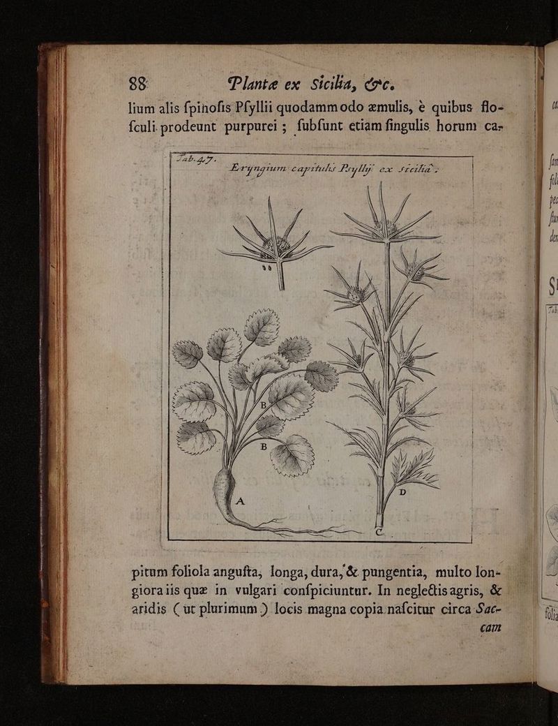 lium alis fpinofis Pfyllii quodamm odo emulis, e quibus flo- | fculi prodeunt purpurei; fubfunt etiamfingulis horum ca- — 1$ : ; | | | Ergngtum Caprtulk Pli: ex retÁa | (di | | e E | | | 1 K pitum foliola angufta, longa, dura, & pungentia, multo lon- IE gioraiis quz in vulgari confpiciuntur. In negledisagris, & — | - aridis (ut plurimum ) locis magna copia.nafcitur circa Sac- i cam