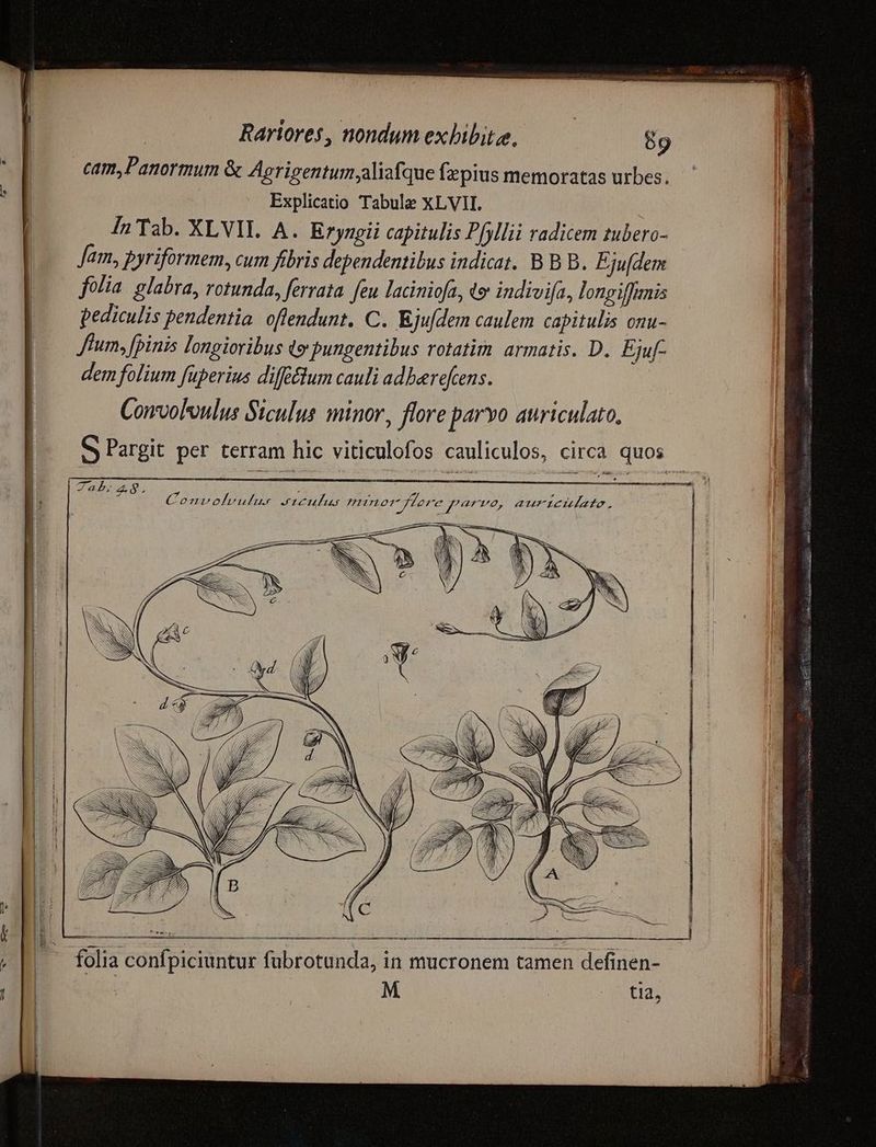 | cam,Panormum & Agrigentum,aliafque fzpius memoratas urbes. | Explicatio Tabulae XLVII. | In Tab. XLVIL. A. Eryngii capitulis P[yllii radicem tubero- Jam, pyriformem, cum fibris dependentibus indicat. B B B. Eju[dem folia. glabra, rotunda, ferrata. feu laciniofa, o indivifa, longiffinis pediculis pendentia. offendunt. C. Kjufdem caulem capitulis onu- lum, fpinis longioribus qo pungentibus rotatim. armatis. D. Ejuf- dem folium fuperius difftlum cauli adberefcens. | Convolvoulus Siculus minor, flore parvo auriculato. Zab, P z Convolvulus stcufus minor flere parve, auriculate. ————ÁESR—— Á———À ————— ete x: o —— . | — folia confpiciuntur fubrotunda, in mucronem tamen definen-