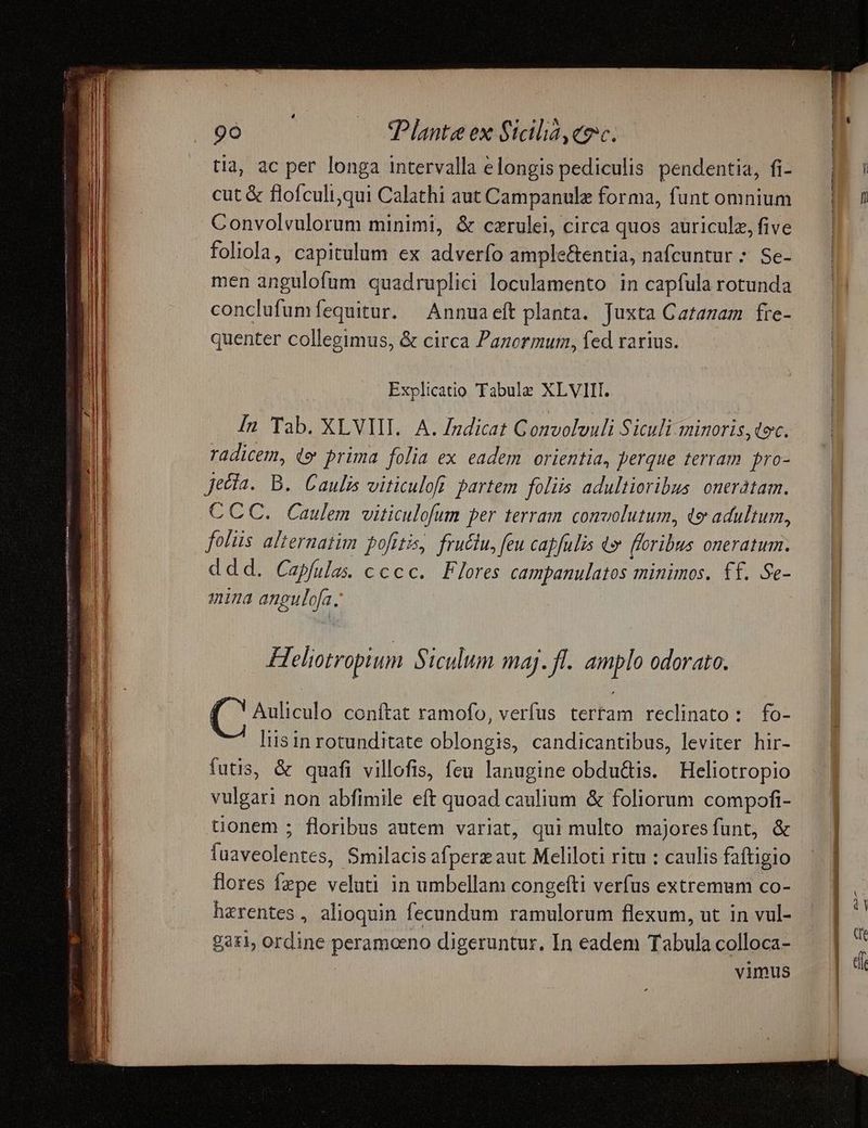 tia, ac per longa intervalla elongis pediculis pendentia, fi- cut &amp; flofculi,qui Calathi aut Campanulz forma, funt omnium Convolvulorum minimi, &amp; czrulei, circa quos aüriculz, five foliola, capitulum ex adverfo ample&amp;tentia, nafcuntur : Se- men angulofum quadruplici loculamento in capfula rotunda conclufumfequitur. ^ Annuaeft planta. Juxta Catazam fre- quenter collegimus, &amp; circa Panormum, fed rarius. Explicatio Tabulz XLVIII. In Tab. XLVIII. A. Zndicat Gonvolouli Siculi minoris, tec. radicem, (e prima folia ex eadem orientia, perque terram pro- jeda. B. Caulis viticulofi partem foliis adultioribus. oneratam. CCC. Caulem viticulofum per terram comvolutum, de adultum, foliis alternatim pofitis, fruétu, feu capfulis t» floribus oneratum. ddd. Capfulas. cc cc. Flores campanulatos minimos. £f. Se- ina angulofa, Heliotropium Siculum maj. fl. amplo odorato. Auliculo conftat ramofo, verfus tertam reclinato: fo- Iiis in rotunditate oblongis, candicantibus, leviter hir- futis, &amp; quafi villofis, feu lanugine obdu&amp;is. Heliotropio flores fepe veluti in umbellam congefti verfus extremum co- herentes, alioquin fecundum ramulorum flexum, ut in vul- gari, ordine peramoeeno digeruntur. In eadem Tabula colloca- vimus