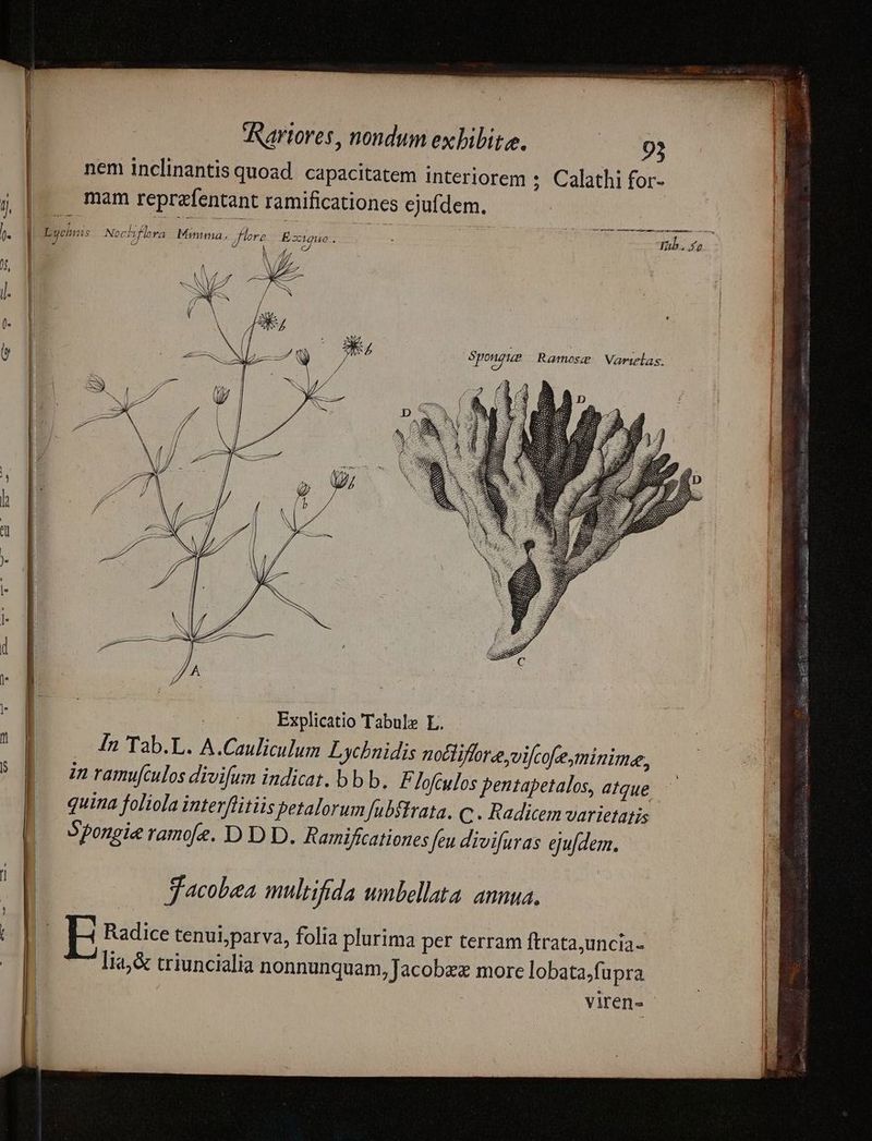 i mam reprefentant ramificationes ejufdem. Y ) f, p Explicatio Tabul» L. Jacobea multifida umbellata. annua,