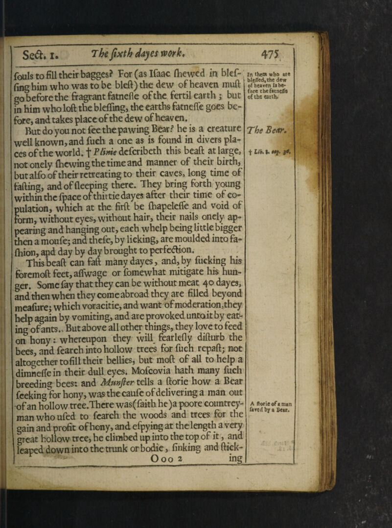 : ... _ «e ble(Ted,Che dew of heaven labe- fore the fatnefle cf the eaxth. f Lik. i, **2’ ie> foulsto fili their bagges? For (as Ifaac (hewed in blef-; in <u» »i» fing him who was to be bleft) the dew of heaven muft ’ gobeforethe fragrant fatnefle ofthe fertilearth; but in him who loft the bleffmg, the earths fatnefle goes be¬ fore, and takes place of the dew of heaven. well known, and fuch a one as is found in divers pla¬ ces ofthe world. f defcribeth this beaft at large, notonely fhewing the time and manner of their birth, but alfo of their retreating to their caves, long time of fafting, andoffleeping there. They bring forth young within the fpace of thii tie dayes after their time ofco- pulation, which at the firft be fhapelefle and void of form, without eyes, without hair, their nails onely ap- pearing and hanging out, each whelp being little bigger then a moufe; and thefe, by licking, are moulded mto fa- fhion, and day by day brought to perfeftion. This beaft can faft manydayes, and,by fucking his fbremoft feet,aflwage or fomewhat mitigate his hun- ger. Some fay that they can be without meat 40 dayes, and then when they come abroad they are filled beyond meafure; which voracitie, and want of moderation.they help again by vomiting, and are provoked untait by eat- ing ofants.. But above ali other things, they love to feed on hony: whereupon they will. fearlefly difturb the bees, and fearch into hollow trees for fuch repaft; not altogether tofill their bellies, but moft of ali to help a dimnefle in their dull eyes. Mofcovia hath many fuch breedins bees: and Mmfter telis a ftorie how a Bear fceking for hony, was the caufc of delivering a man out of an hollow tree.There was(faith he)a poore coimtrey- man who ufed to fearch the woods and trees for tht gain and profit of hony, and efpying at thelength a very great hollow trce, he clirabed up into the top of it, and leaped down into the trunk orbodie, finking andftick- Ooo 2_ing / A ftorie of* man fircd by a Bear.