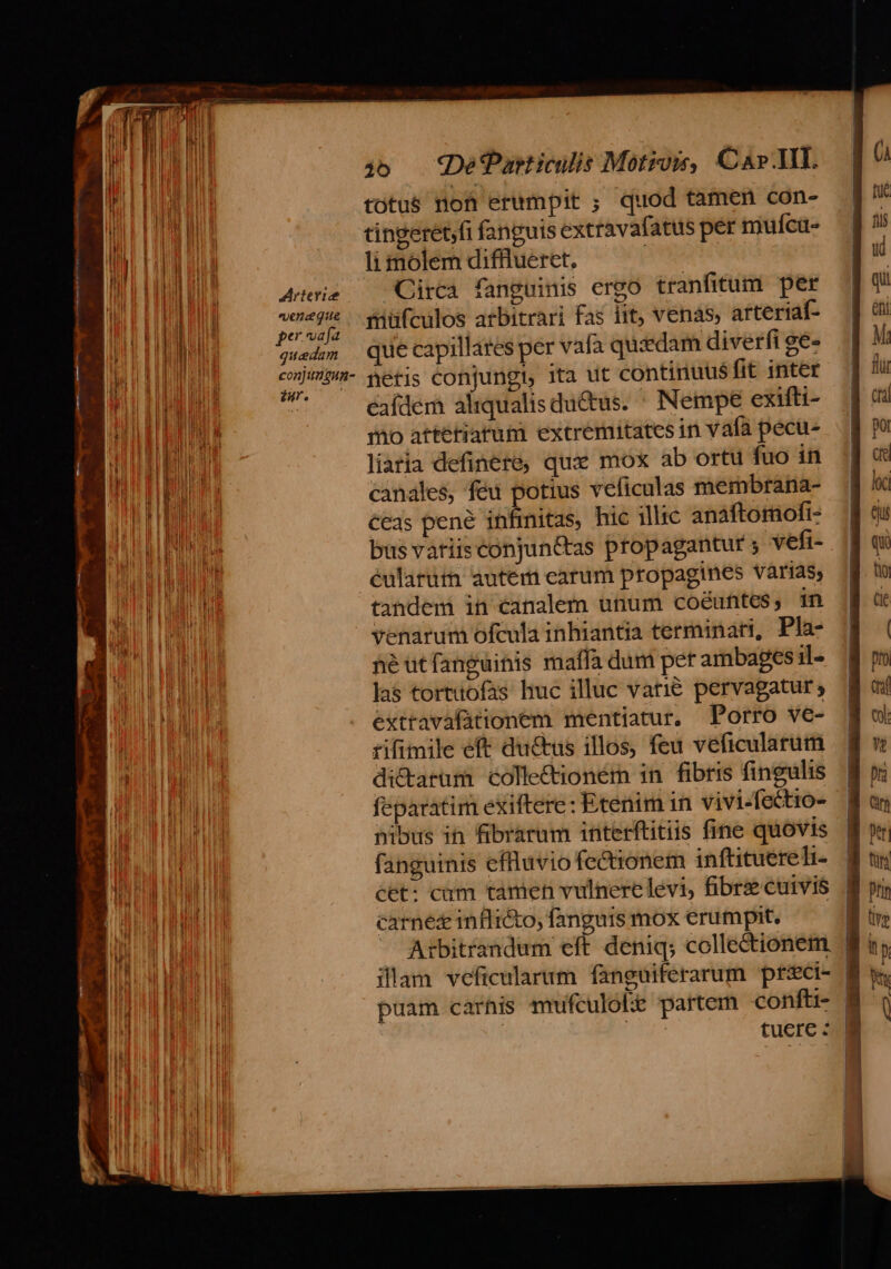 4Arterie enague per vafa quedam conjungun- aur jó0 De Particulis Motos, Ca». HI totus non erumpit ; quod tamen con- tingeret,fi fanguis extravafatus per muíca- li molem difflueret, | Circa fanguinis ergo tranfitum per riüfculos arbitrari fas iit, venas, arteriaf- que capillares per vafa quidam diverfi ge- hetis conjungi, ita ut continuu$fit inter eafdem aliqualis du&amp;tus. ' Nempe exifti- imo attetiafum extremitates in vafa pecu- liaria definere, qua: mox ab ortu fuo in canales, feu potius veficulas membrana- teas pene infinitas, hic illic anaftomofi- bus vatiis conjun&amp;tas propagantur ; veft- éularürn autem carum propagines varias; tandem in canalem unum coéuftes, in venarum ofcula inhiantia terminari, Pla- néutfanguinis maífa dum per ambagesil- las tortiofas huc illuc vati€ pervagatur extravafationem mentiatur, Porro ve- rifimile eft du&amp;us illos, feu veficularum dictarum collectioném in fibris fingulis feparatim exiftere: Etenim in vivi-fectio- nibus ih fibrarum interftitiis fine quovis fanguinis effluviofectionem inftituereli- cet: cam tamen vulnerelevi, fibre cuivis carnes inflicto, fanguis mox erumpit,