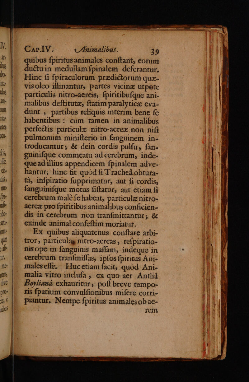 CarIV. cZInimalibas. 29 quibus fpiritus animales conftant, eorum ductuin medullam fpinalem deferantur. Hinc fi fpiraculorum predictorum quz- visoleo illinantur, partes vicinz utpete particulis nitro-aercis, fpiritibufque ani- malibus deftitutz, ftatim paralyticz eva- dunt ; partibus reliquis interim bene fe habentibus : cum tamen in animalibus perfe&amp;is particule nitro-aerez non nifi pulmonum minifterio in fanguinem. in- troducantur; &amp; dein cordis pulfu, fàn. guinifque commeatu ad cerebrum, inde- quead illius appendicem fpinalem adve- hantur, hinc fit quód fi F rached obtura- tà, infpiratio fupprimatur, aut fi cordis, fanguinifque motus fiftatur, aut ctiam fi cerebrum malé fe habeat, particule nitro- aercz pro fpiritibus animalibus conficien- dis 1n cerebrum non tranfmittantur; &amp; exinde animal confeftim moriatut. Ex quibus aliquatenus conftare arbi- tror, particula nitro-aereas , refpiratio- nisope in fanguinis maffam, indeque in cerebrum tranfmiffas, ipfos fpiritus Ani- maleseffe, EHucetiam facit, quód Ani- malia vitro inclufa ; ex quo aer Antlià. Boylianá: exhauritur , poft breve tempo- ris fpatium convulfionibus mifere corri- piantur. Nempe fpiritus animales ob ae- rem