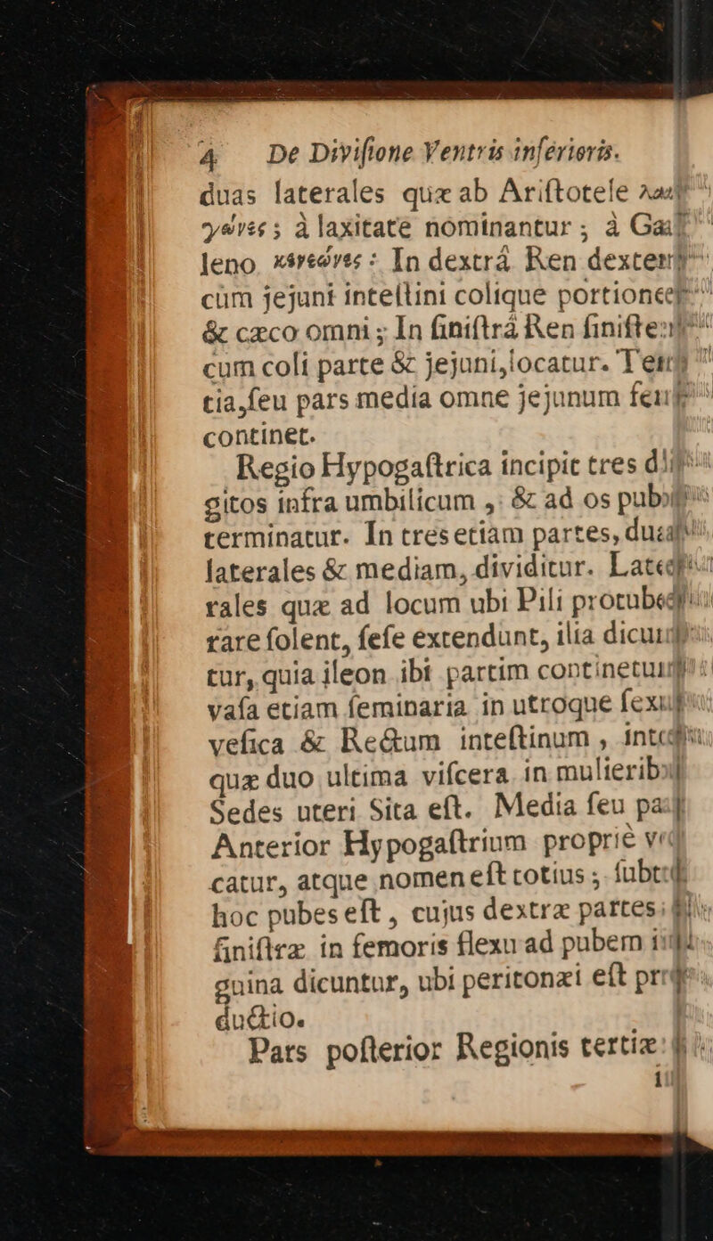 duas laterales qux ab Aríftotele 2a yes 5 àlaxitate nominantur ; à Gai] leno. x$rert« : In dextrá Ren dexter? cüm jejunt intellini colique portioneep &amp; czco omni ; In fini(trá Ren finiften] cum coli parte &amp; jejuni,locatur. Tet ^ tia feu pars media omne jejunum feu continet. Regio Hypogaftrica incipit tres dli gitos infra umbilicum ,: &amp; ad os pubot terminatur. Ín tresetiam partes, duel laterales &amp; mediam, dividitur. Late rales que ad locum ubi Pili protubeqii: rare folent, fefe extendunt, ilia dicuue tur, quia ileon ibi partim continetur vaía etiam feminaria. in utroqne fexuj vefica &amp; Re&amp;um inteftinum , intcda quz duo ultima vifcera in mulierib:j Sedes uteri Sita eft. Media feu pa: Anterior Hypogaftrium proprie v: catur, atque nomen eft totius ;. fubt:d hoc pübes eft, cujus dextra partes; fi f&amp;niflrz in femoris flexu ad pubem i: gnina dicuntur, ubi peritonzi eít prd du&amp;tio. Pats poflerior Regionis tertiz: fii i