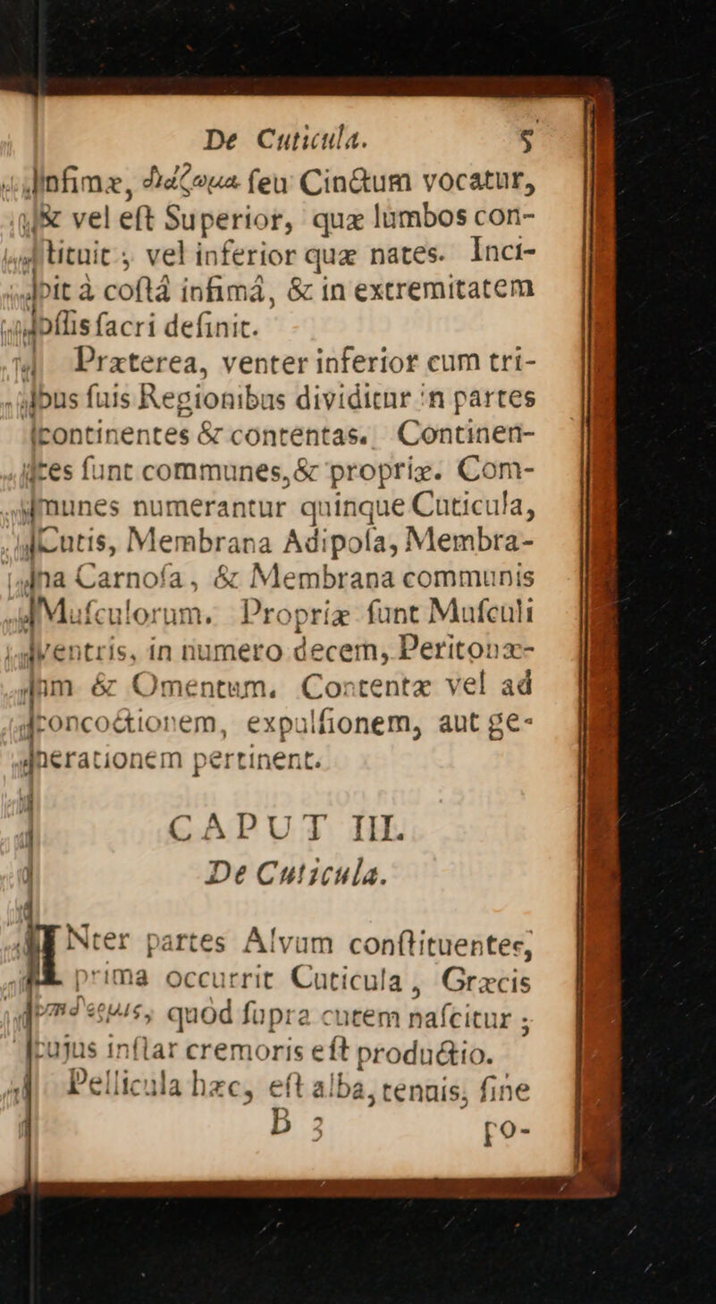 De Cuticula. m 4 Uinfimz, 4dCoua feu Cin&amp;um vocatur, jJ vel eft Su perior, qua lumbos con- Jtuit. vel inferior qua nates. Inci- | Jpic à coftá infimá, &amp; in extremitatem «nipflis facri definit. | Praterea, venter inferior cum tri- Jlbus fuis Regitonibus dividitnr :n partes Icontinentes &amp; contentas. Continen- des funt communes, &amp; propri». Com- ,AMmunes numerantur quinque Cuticula, |J utis, Membrana Adipofa, Membra- (ulna Carnofa, &amp; Membrana communis IM. fculorum. | Propríz- funt Mufculi ventris, in numero decem, Peritonx- Jom é&amp; Omentum, Contentz vel ad Jronco&amp;ionem, expulfionem, aut ge- jJnerationem per tinent. CAPUT III. De Cuticula. E partes Alvum con(tituenter, RÀ. p'ima occurrit Caticula , eod $ uius in 2 cremoris -&amp; produ&amp;io. BE us*5 )e|li ellicula hzc, eft alba, tenais; fine A [0-