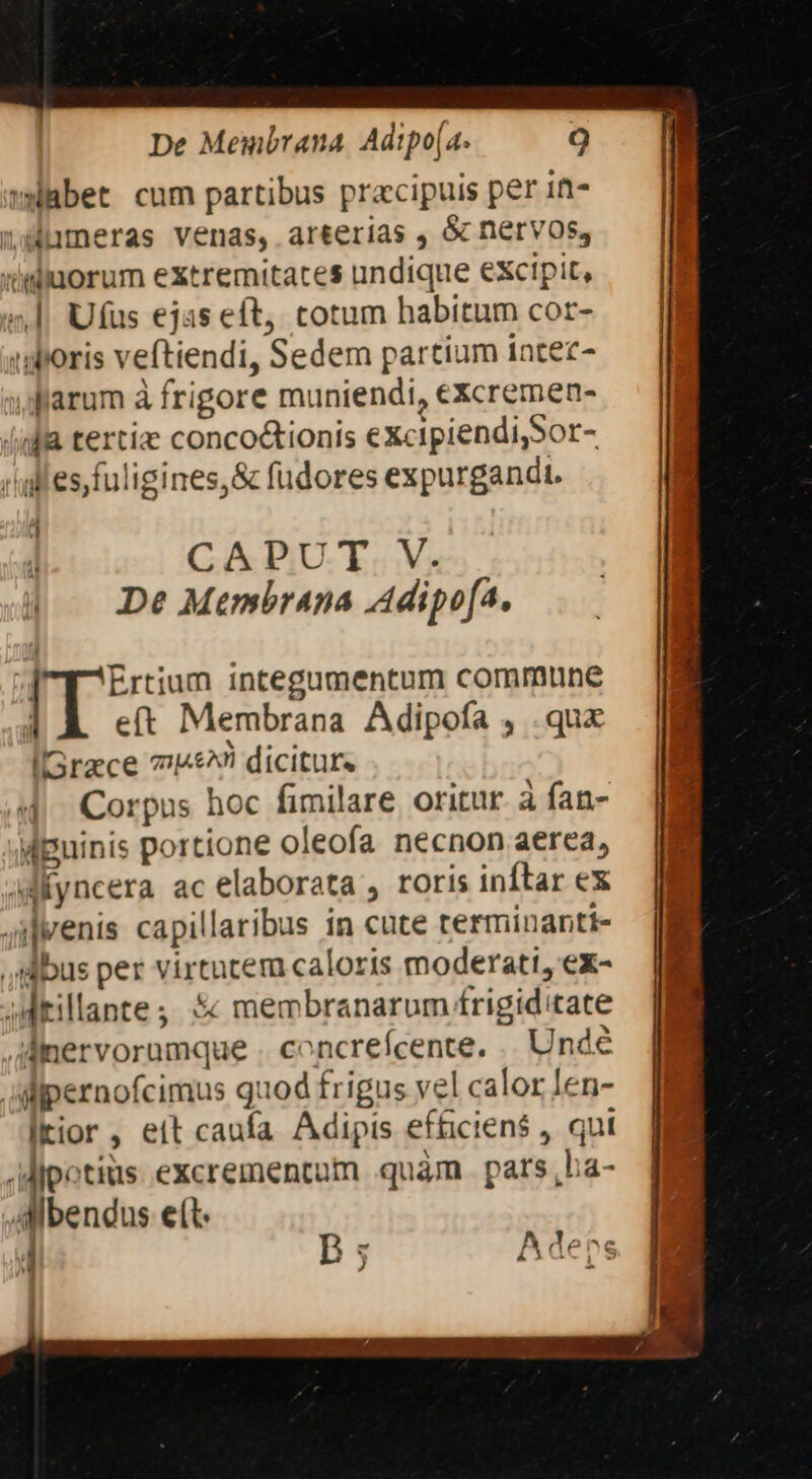 wabet cum partibus pracipuis per in- dlumeras venas, arterias , &amp; nervos, (idiuorum extremitates undique excipit, .|| Ufus ejas eft, cotum habitum cor- — | «boris veftiendi, Sedem partium intee- — JH arum à frigore muniendi,excremen- — | 4d terti conco&amp;tionis eXcipiendi,Sor- (alles fuligines,&amp; fudores expurgandi. CAPUT. V. De Membrana Adipofa, IT UN integumentum commune i e(t Membrana Adipofa ; . qux IGrace 714£^ dicitur. 4 Corpus hoc fimilare oritur à fan- Mpuinis portione oleofa necnon aerea, aMfyncera ac elaborata , roris inftar ex jilvenis capillaribus in cute terminanti- dus per virtutem caloris moderati, ex- jdkillantes 5 membranarum frigiditate Alnervorumque . concrefcente. .. Unde AMipernofcimus quod frigus vel calor len- ltior, eit caufa Adipis efficiens , qut .Mipotius excrementum quàm pars,ha- Allbendus e(t. | i A4deve NE 1 J