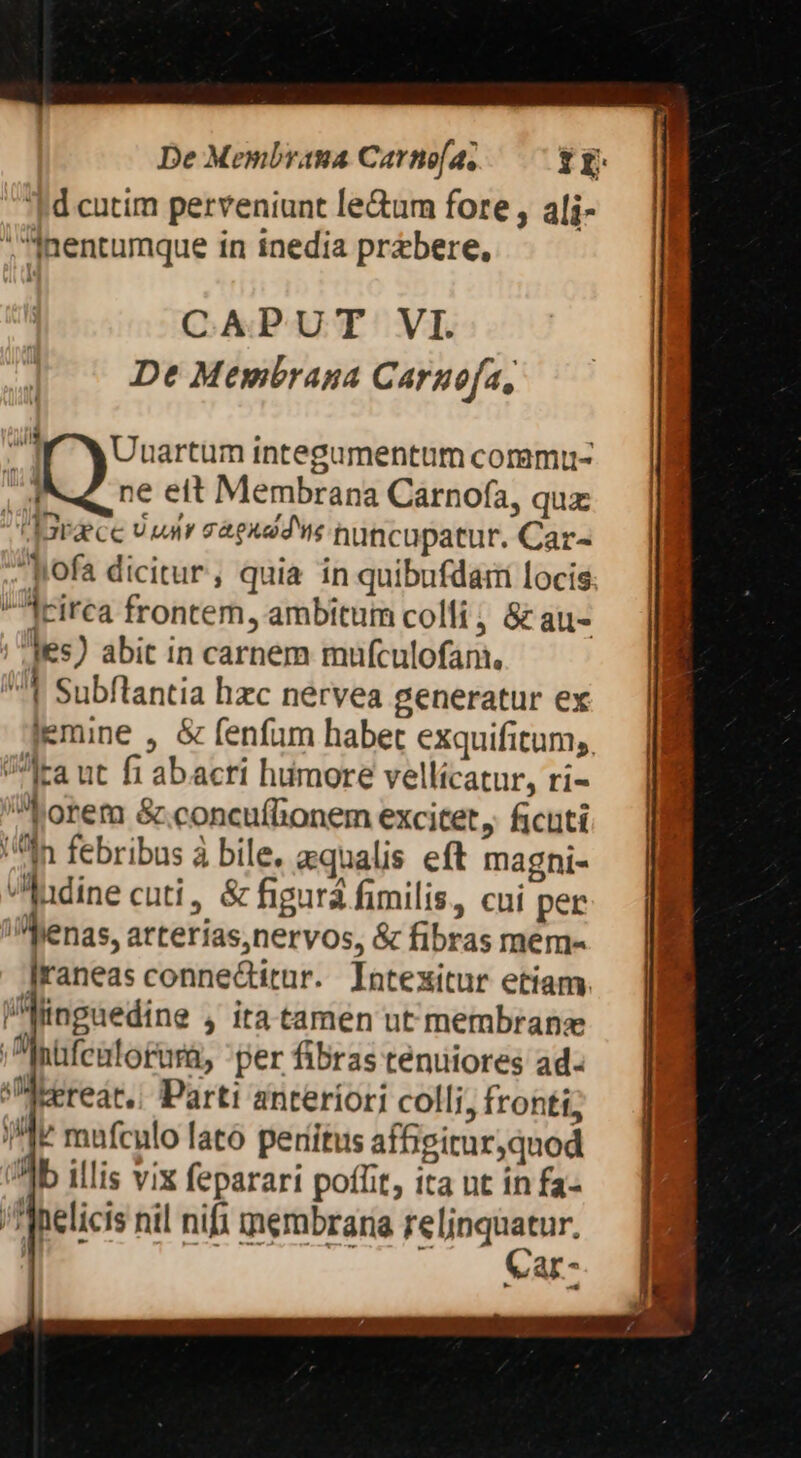 De Membrana Carno[a, ff Td cutim perveniunt le&um fore , alj- Jnentumque in inedia prebere, CAPUT VI. De Membrana Caruofa, ^w Uuartum integumentum commu IS, ne ett Membrana Carnofa, quz: -'JBraece 9 uir ráekdd ns huncupatur. Car- ofa dicitur, quia in quibufdarii locis rirca frontem, ambitum colli , & au- Jes) abit in carnem mufculofan, //* Subflantia hzc nérvea generatur ex jemine , & fenfum habet exquifitum,, ?lta ut fi abacri hümore vellícatur, ri- Lorem &.concuffionem excitet, ficuti In febribus à bile, aequalis eft magni- ludine cuti, & figura fimilis, cui per Menas, arterías,nervos, & fibras mem- Iraneas conne&itur. Intexitur etiam. l'Winguedine , ita tamen ut membrane 'PInüfeutotara, per fibras ténuiores ad- s Mcerear,| Parti anteríori colli, fronti; lr mufculo fató peritus afGgitur)quod lb illis vix feparari poffit, ita nt ín fa- /Inelicis nil nifi membraria —— AE