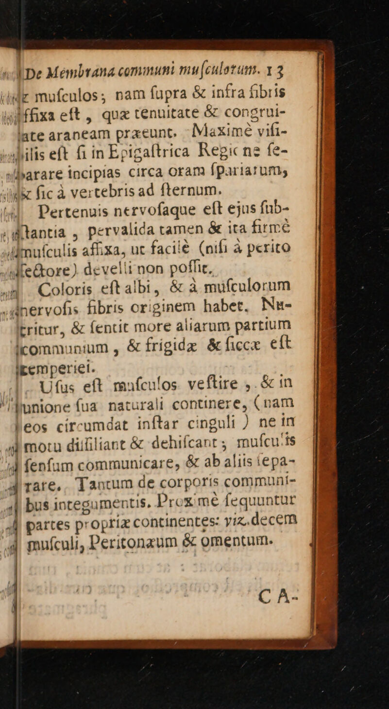 ide mufculos; nam fupra &amp; infra fibris wifixa eft, quz tenuitate &amp; congrui- late araneam przeunt. - Maximé vifi- «ilis eft fi in Epigaftrica Regi ne fe- «parare incipias circa oram (pariarums Js fic à vertebris ad fternum. Pertenuis nervofaque eft ejus fub- ;tantia , pervalida tamen &amp; ita firme Almuículis affixa, ut faciié. (nifi à perito «M fe&amp;ore) develli non poffit, 44 Coloris eftalbi, &amp; à mufculorum .dnervofis fibris originem habet, Ne- ritur, &amp; fentit more aliarum partium icommunium , &amp; frigidz &amp; ficc eft iEemperiei. U(us eft mufculos. veftire ,. &amp; in 'Imnione fua. naturali continere, (nam leos circumdat inftar cinguli ) ne in ad motu diiiliant &amp; dehifcant ; mufcu:is 4d fenfum communicare, &amp; ab aliis iepa- A rare.. Tancum de corporis communí- 4| bus integamentis. Proximé fequuntur 4l partes propria continentes: yiz,decem d pufculi, Peritonaum &amp; omentum.