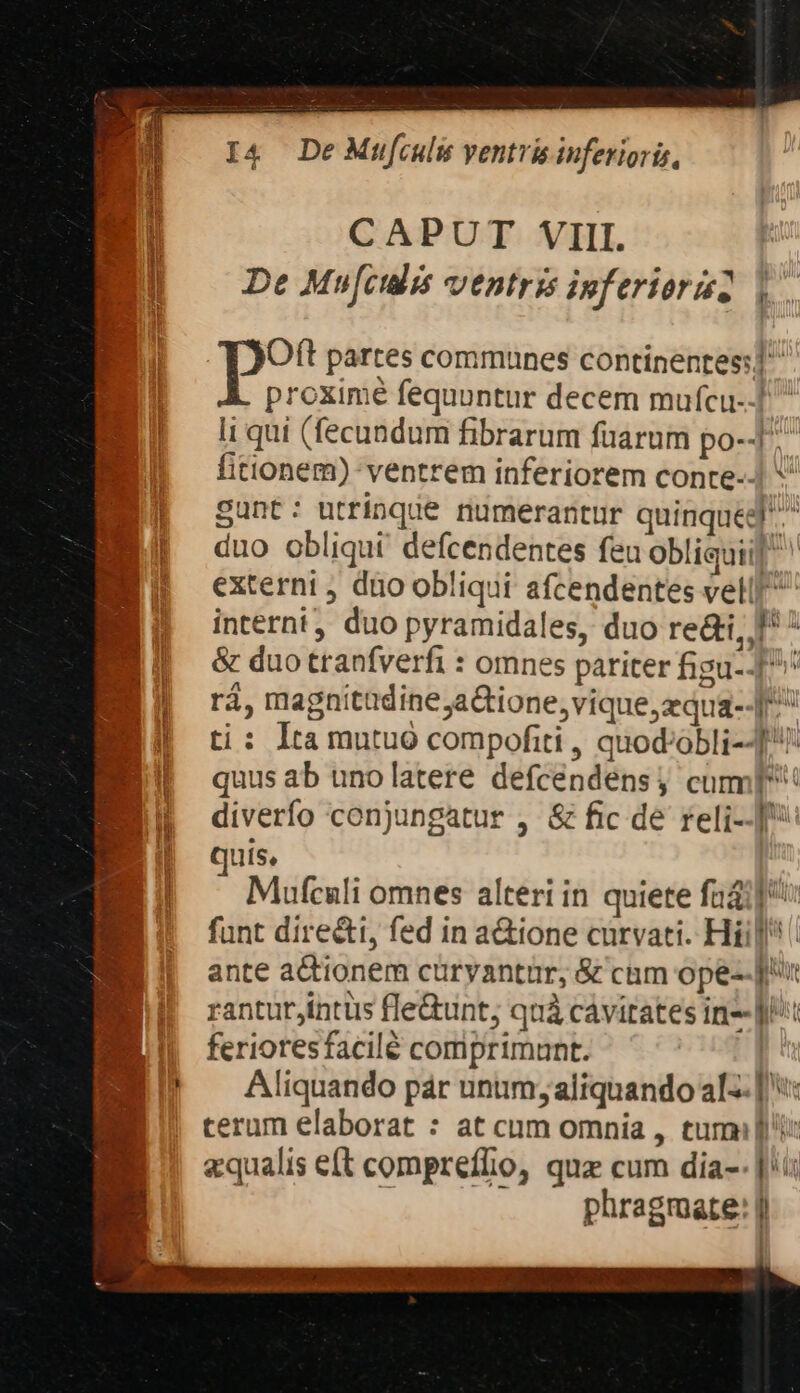 B CAPUT VIII. De Mu[culis ventri ipferiori2 i. Oft partes communes continentes: proxime fequuntur decem mufcu-4 li qui (fecundum fibrarum fuarum po-I fitionem) ventrem inferiorem conre-- int Sunt: utrinque numerantur quinqued! duo obliqui defcendentes feu obliqui] externi , duo obliqui afcendentes vell ^ interni, duo pyramidales, duo redi, I^ * &amp; duo tranfverfi : omnes pariter figu-- ^ rá, magnitudine ,a&amp;ione,vique,zqua-- | ti : lta mutuo compofiti , quod;obli--]^: quus ab unolatere defcendensj cum p diverfo conjungatur , &amp; fic de reli--]: quis, rr Mufculi omnes alteri in quiete fadi]: funt dire&amp;t, fed in a&amp;ione curvati. Hill ante actionem curyantur, &amp; cam ope--p« ranturjintus fle&amp;unt; quà cávirates in-- Ms ferioresfacilé comprimunt. | ! — Aliquando pár unum; aliquando als]: | cerum elaborat : at cum omnia , tumi Du: «qualis eft compreflio, quz cum dia- phragrmate: |l [|