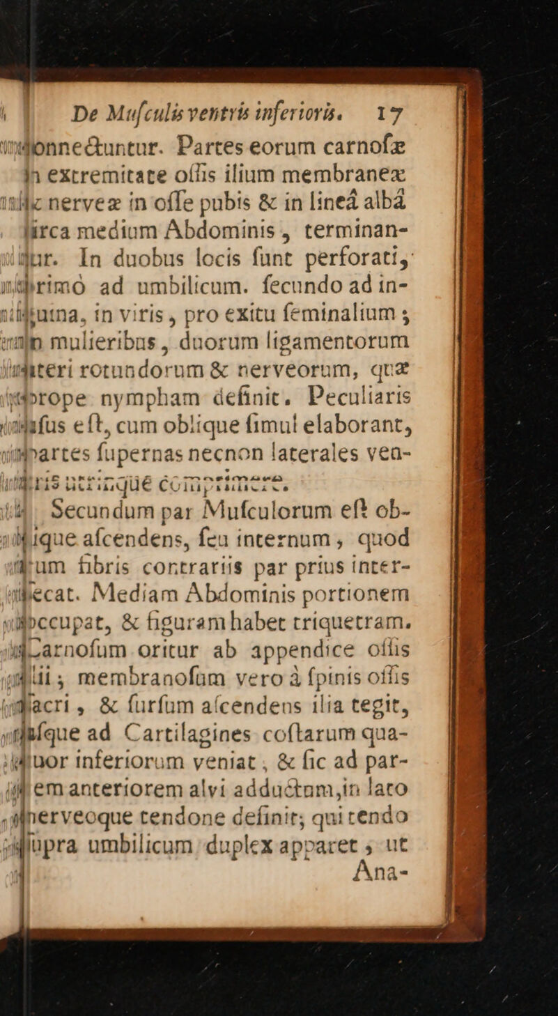 indionnectuntur. Partes eorum carnofz |n extremitate oíIis ilium membranezx 'tlfz nervez in offe pubis & in lined albá lüirca medium Abdominis terminan- dur. In duobus locis funt perforati,: webrimo ad umbilicum. fecundo ad tn- drutna, in viris, pro exitu feminalium ; amp multeribus , duorum ligamentorum aditeri rotundorum & nerveorum, qua «rope nympham definic, Peculiaris iWafus eft, cum oblique limul elaborant, iPartes füpernas necnon laterales vea- V 56crs i ani a ris utrinque Cc lip TTE Secundum par Mufculorum eft ob- |jique afcendens, feu inteznum ,. quod (rum fibris contrariis par prius inter- ipecat. Mediam Abdominis portionem silbccupat, & higaram habet triquetram. | darnofum oritur ab appendice ofíis quis membranofüm vero à fpinis ofis Macri , & furfum aícendeus ilia tegit, yfibfque ad Cartilagines coftarum qua- .dMrnor inferiorum veniat , & fic ad par- ii em anteriorem alvi adductam,in lato .slnerveoque tendone definit; qui tendo Aiupra umbilicum duplex apparet 5. ut j Ana-