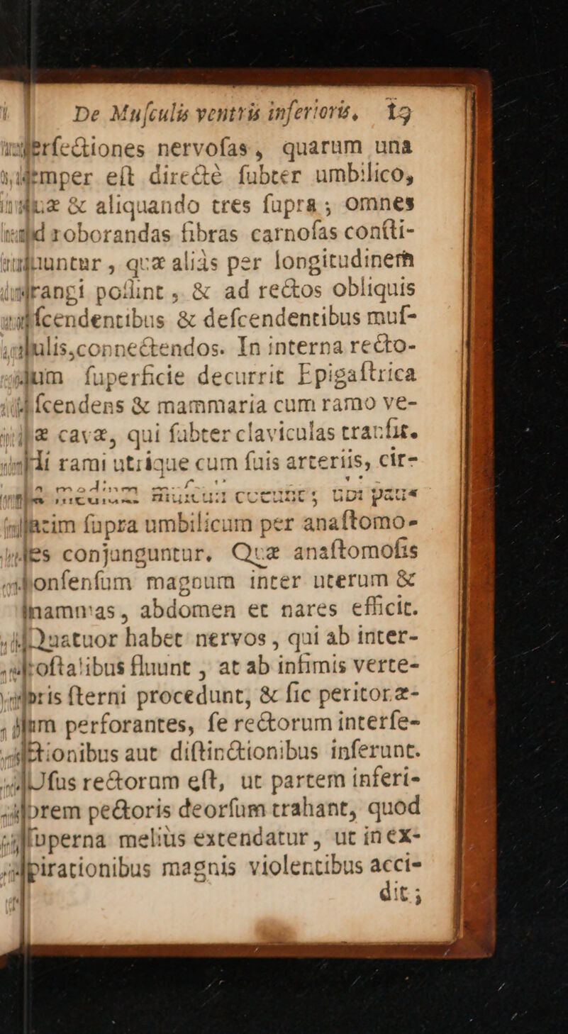 is merfediones nervofas, quarum una »Memper eít direc&amp;té fubter umbilico, quz &amp; aliqua ndo cres fupra; omnes t i robo randas libras car nolMs coníti- tbuntur , quz aliàs per longitudine Wrangi point , &amp; ad re&amp;os obliquis ulícenden:ib us &amp; defcendentibus muf- ;alulis.conneétendos. In interna recto- Jum (fuperficie decurrit Epigaftrica | (cendens &amp; mat nmaria cum ramo ve- | &amp; cava, qui fabter claviculas trazfar. ss Hi rami utrique cum fai iS arteriis, cir- De Mu[culis ventris inferiori, E Ue Lir i n6 CAnuwuscori * Pf11!T IE ria vm ILLI. Vu uas |lazim fupra umbilicum per anaftomo- Ps conjunguntur, Que anaftomofis enim magoum inter uterum &amp; inamn'as , abdomen et nares efficit. JD uatuor habet: nervos , qui ab inter- ,lrofta!ibus fluunt , at ab infimis verte- vilbris (terni procedunt, &amp; fic peritorz- ilum perforantes, fe re&amp;orum intetfe- Alitionibus aut. diftin&amp;ionibus inferunt. AUfus re&amp;oram eft, ut partem inferi- ;Ajprem pe&amp;oris deorfum trahant, quod Minperna melius extendatur, ut in eX- dMpirationibus magnis violertibus acci» dit ; X