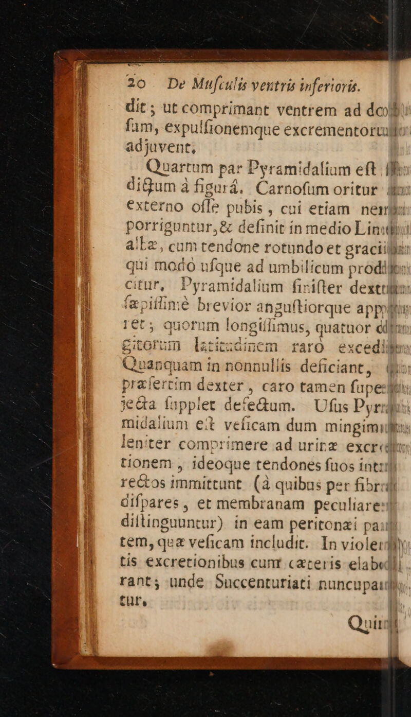 EM As PN Ur Gi gd pln ian s ete x 3 b iecore 2s, n m j 3 cec irt m 5 , e - du NE. V V MA 20 De Mufculis ventris inferioris. dit; ut comprimant ventrem ad dcl fam, expulfionemque excrementorvulle: adjuvent, Quartum par Pyramidalium eft fff digum à figará.. Carnofum oritur: fo: externo ofle pubis , cui etiam. nemis porrtguntur,&amp; definit in medio Lini a/Ez, cum tendone rotundo et gracilis: qui modo ufque ad umbilicum prodilt: citur, Pyramidalium firifter dextulie: f&amp;piflimé brevior angufítiorque appolttir €t quorum longiilimus, quatuor edfr: gitorum lzriezdinem raro excedifim Quanquam in nonnullis deficiant, &amp;&amp; praíertim dexter , caro tamen fupe: jeda fapplet defedum. | Ufus Pyride midaiium eit veficam dum mingimilt:: leniter comprimere ad urirz excrcdt: tionem , ideoque tendones fuos inti] rectos immittunt. (à quibas per fibr:i] difpares, et membranam peculiare:! diltinguuntur) in eam peritonai pa: tem, qez veficam includit. In violer dio tis excretionibus cunt carceris elabi rant, unde Succenturiati nuncupat tur, li Quir